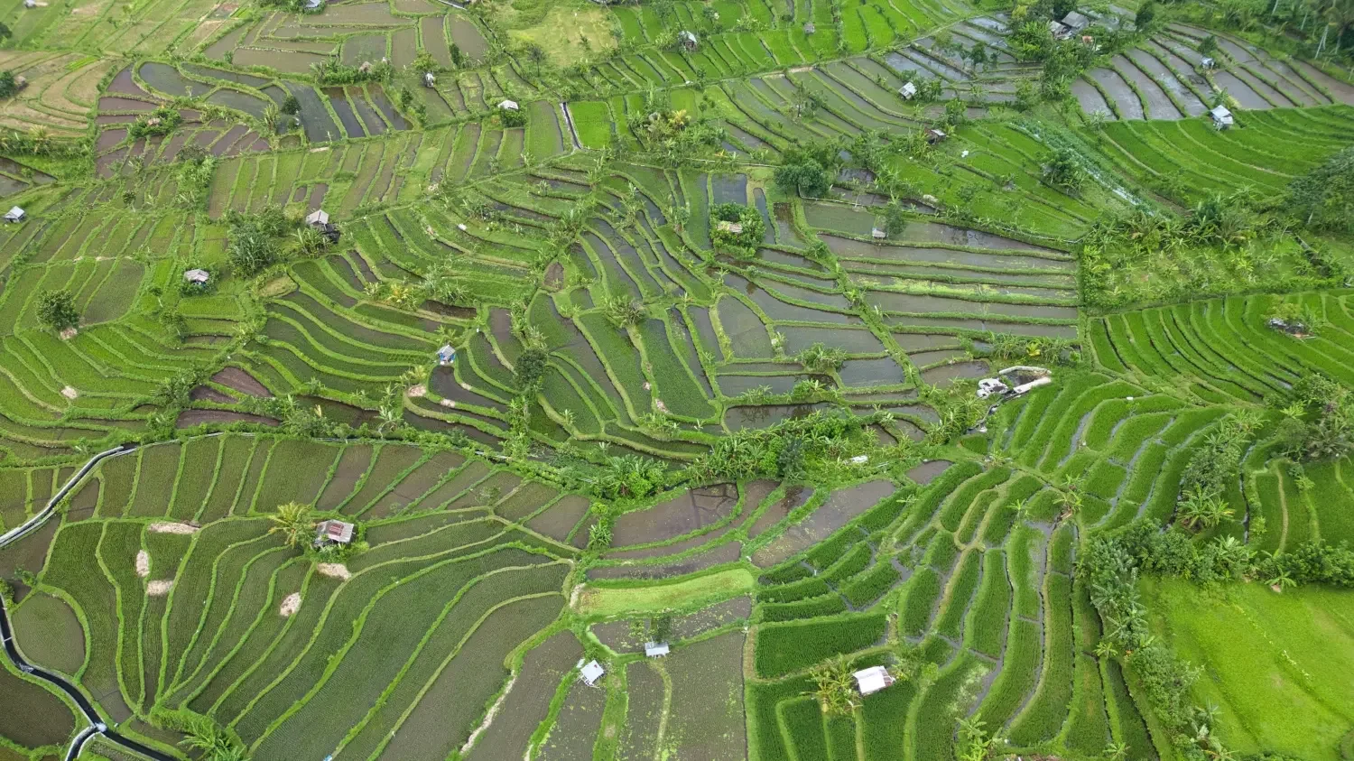Aerial view of vibrant green rice terraces with small structures and trees, separated by irrigation water channels in a rural landscape.