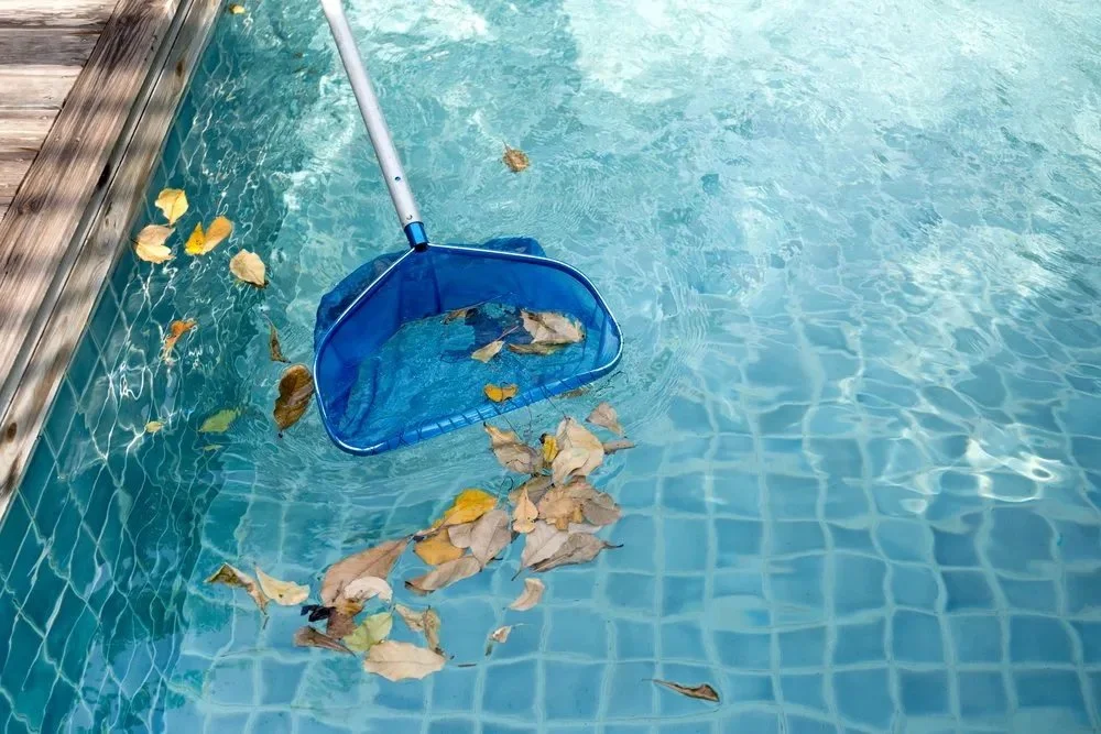 A pool with floating leaves being cleaned with a blue leaf net.