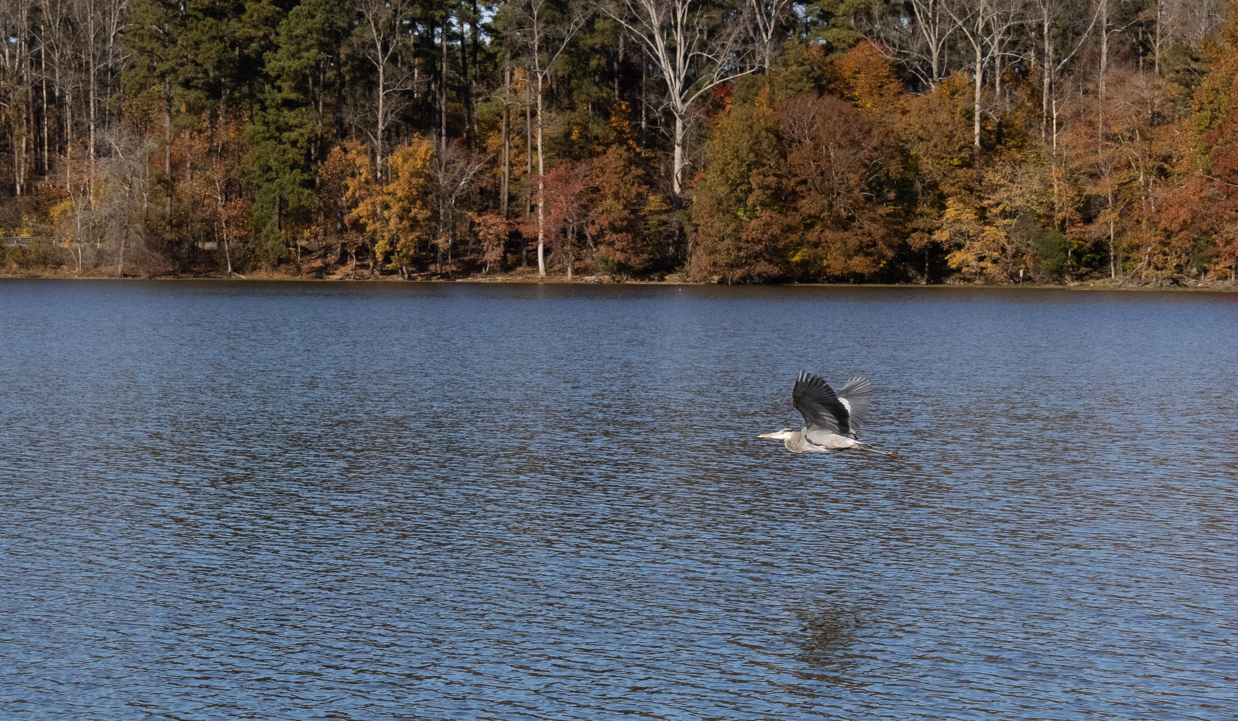 Landscape image of a bird flying over water