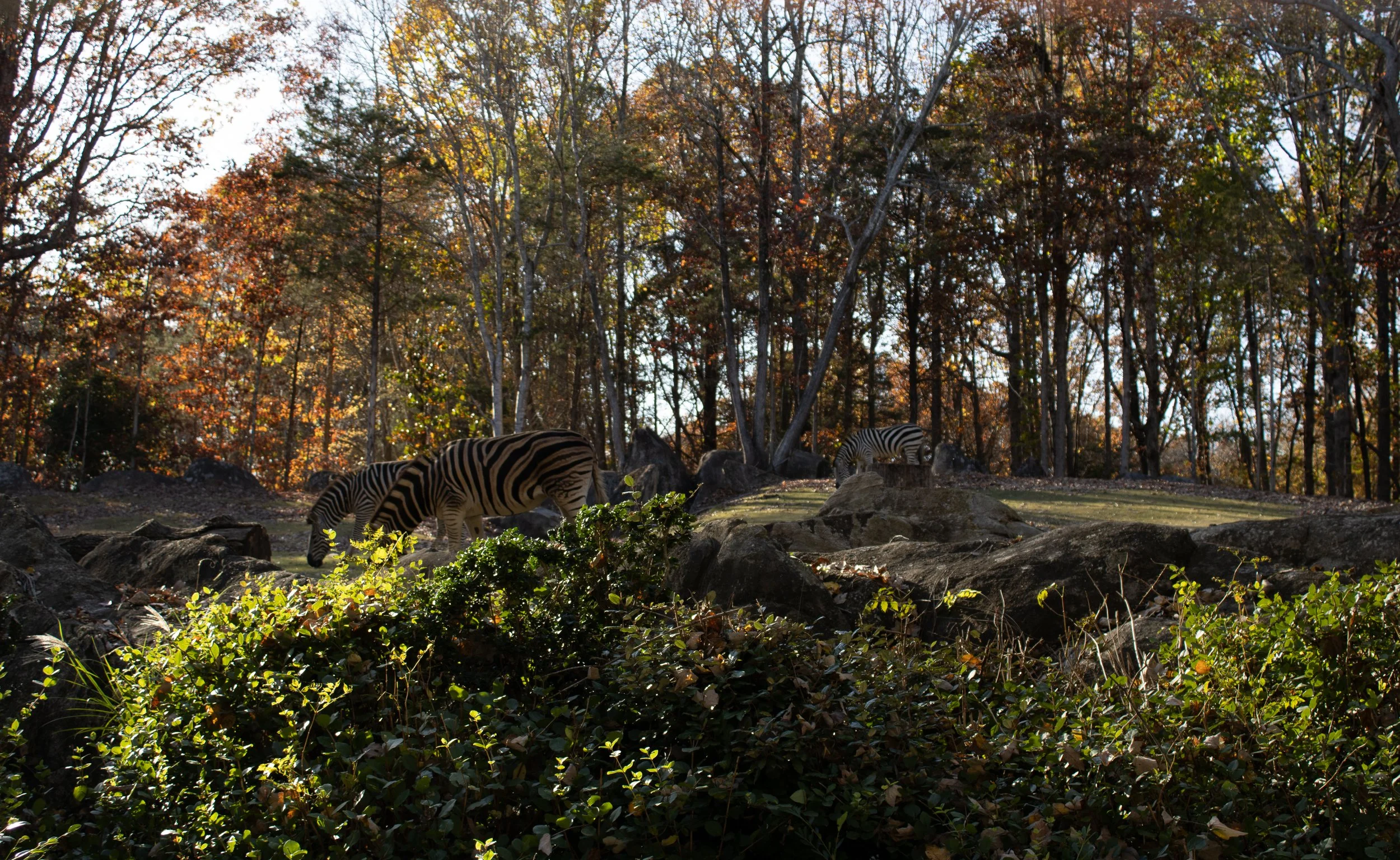 Landscape shot of zebras at the zoo