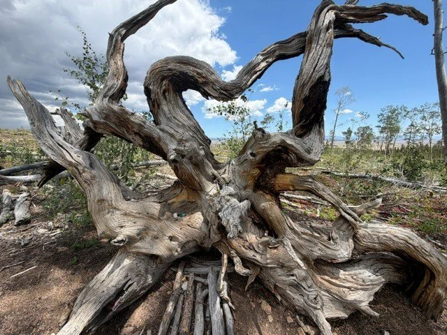 Nature Shows us the Way……