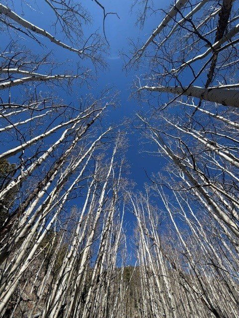 Guided By Trees…..