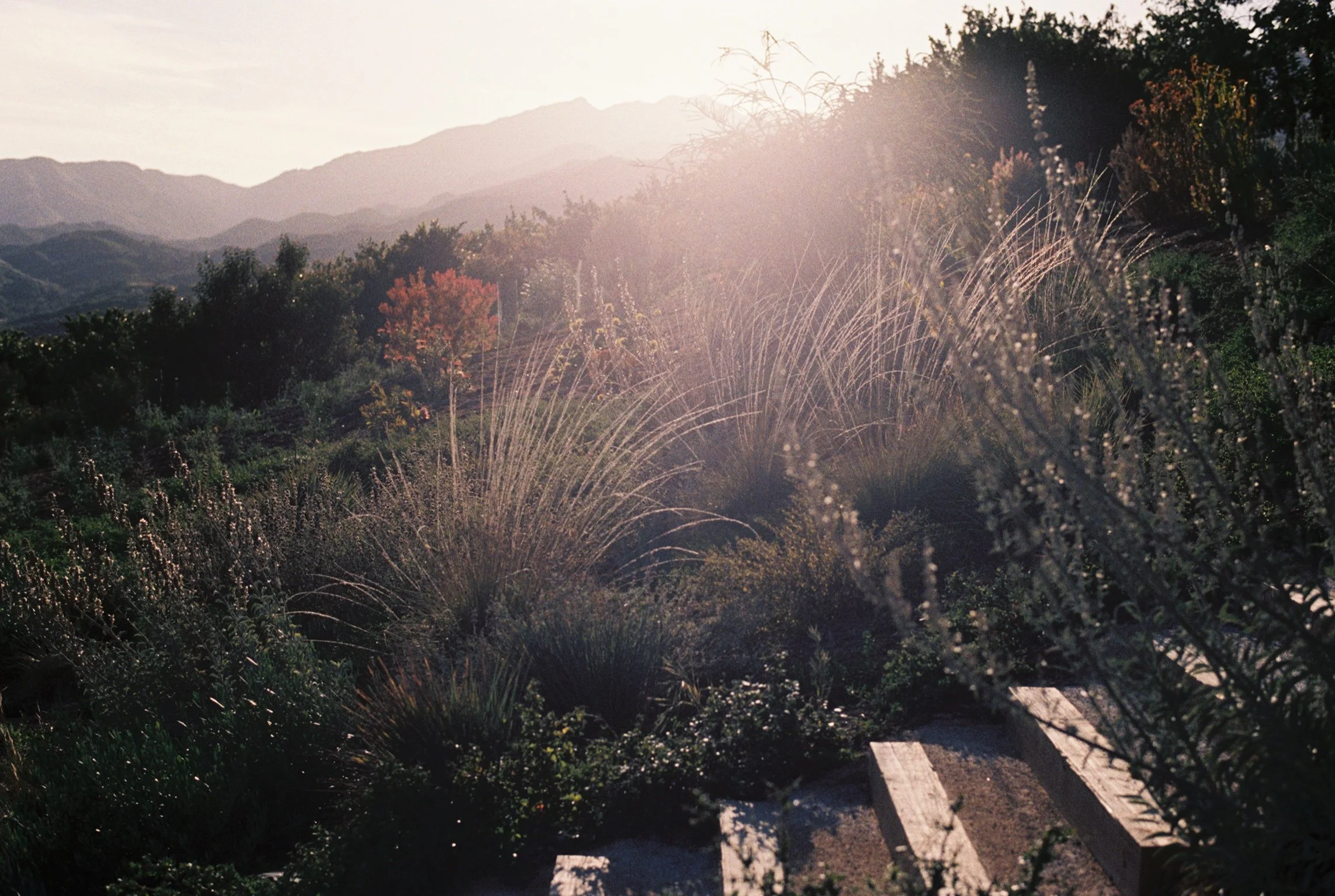 A scenic mountain landscape at sunset with wild plants and trees in the foreground and rolling hills in the background.