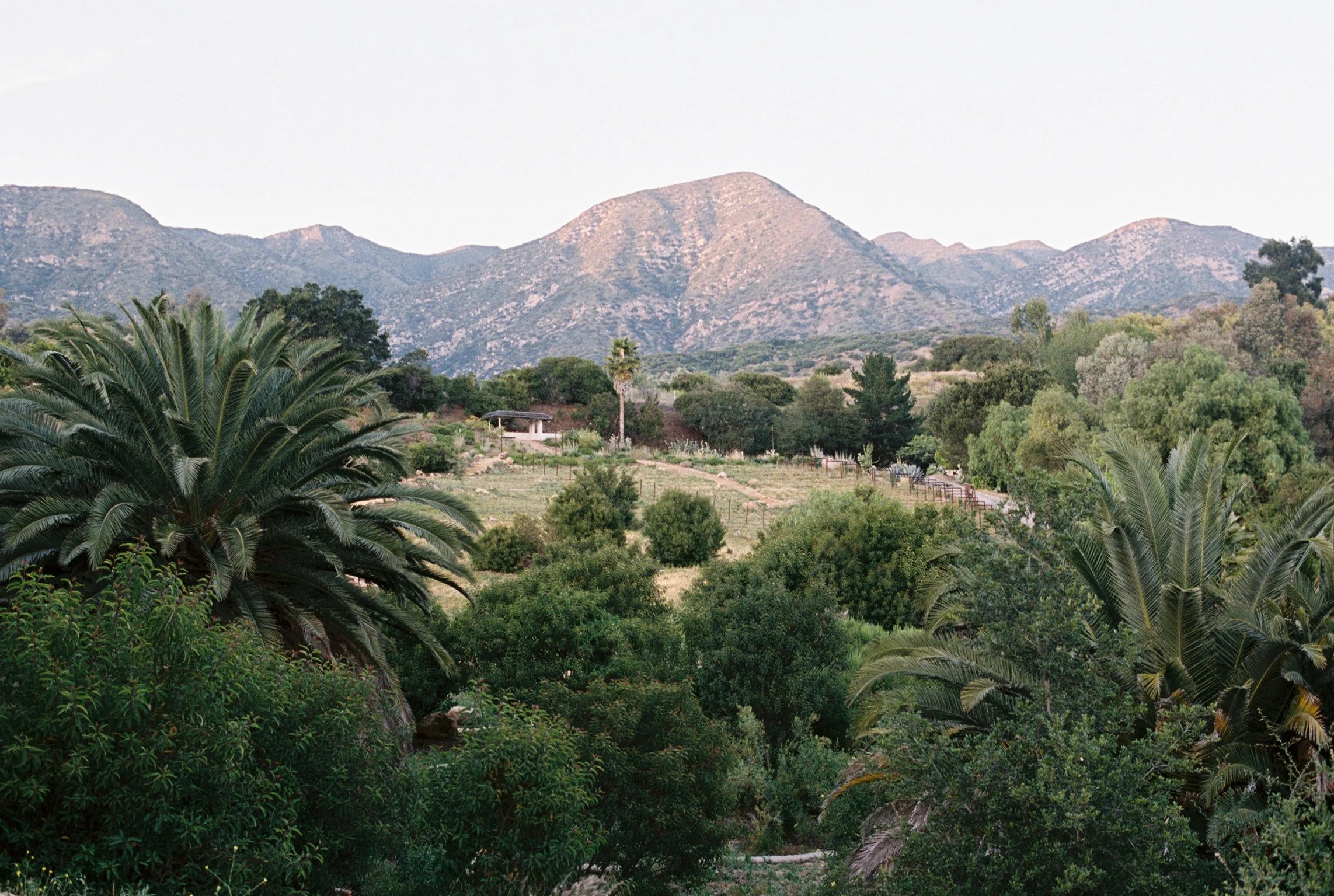 Scenic view of green trees and shrubs with the mountains of the Ojai Valley in the background under a pale sky.