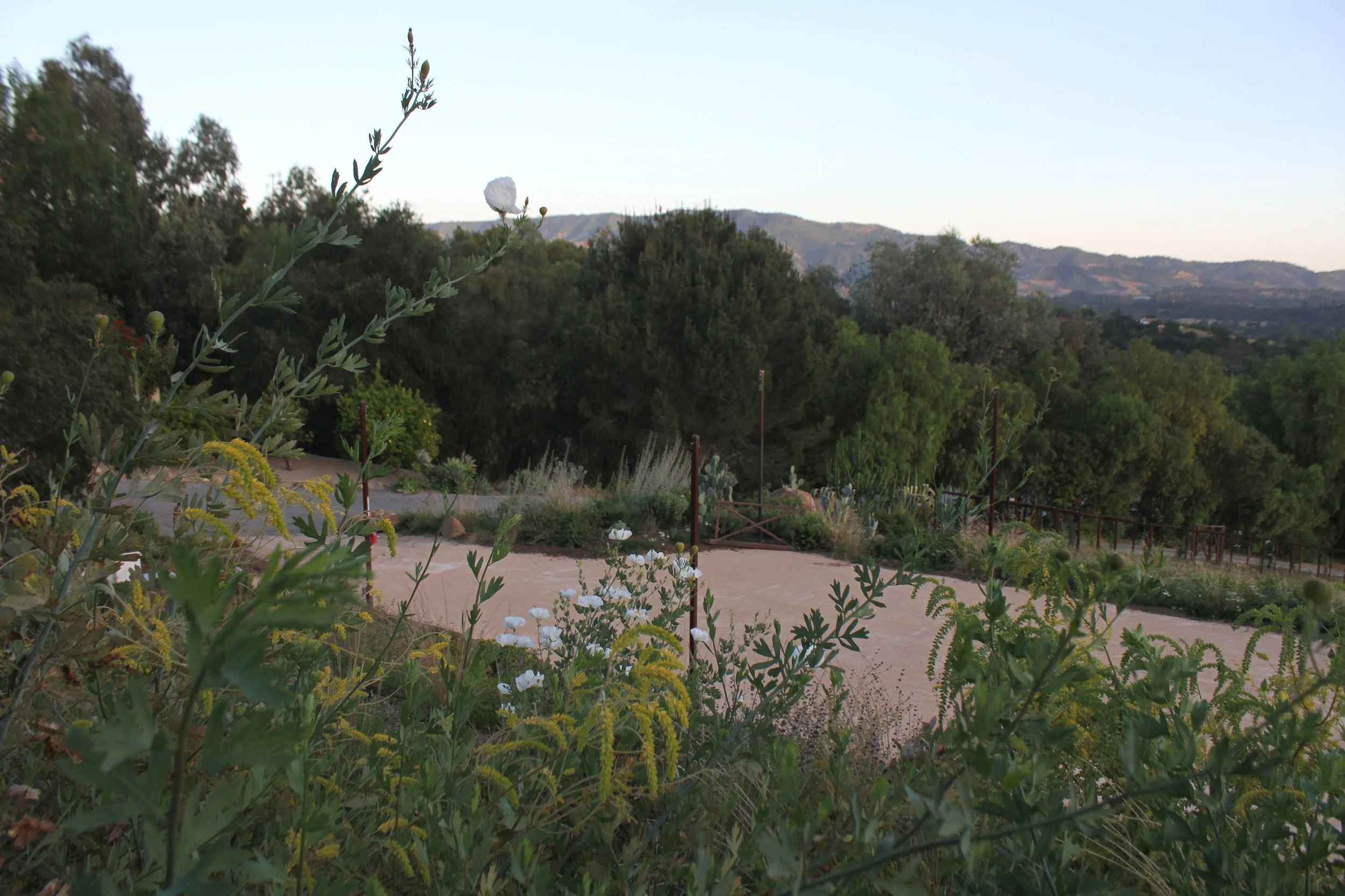 Sundown at the Poppy Meadow with peeking Matilija poppies and acacia trees in the foreground.