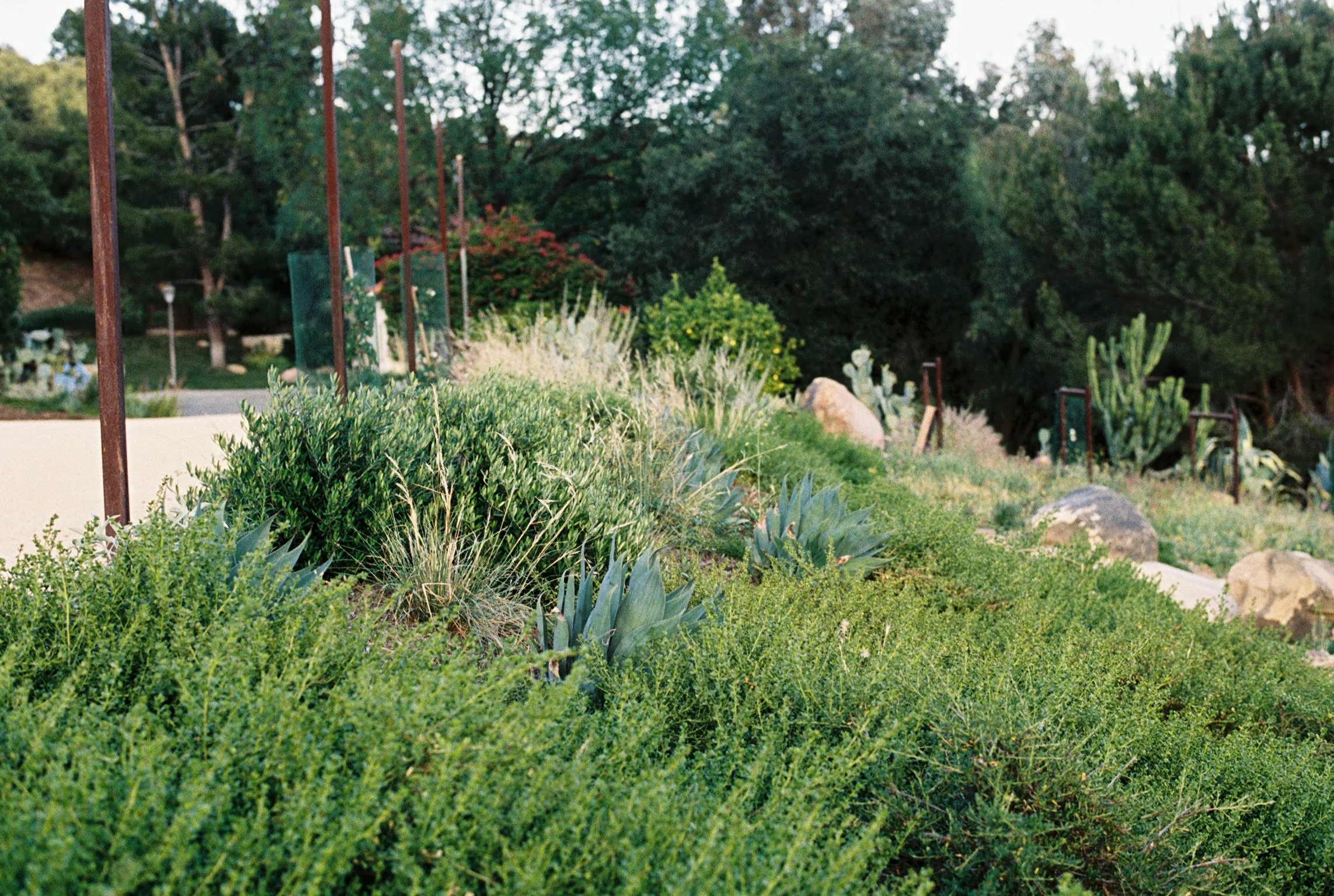 A lush garden with various green plants, shrubs, and cacti, surrounded by tall trees and a clear sky.