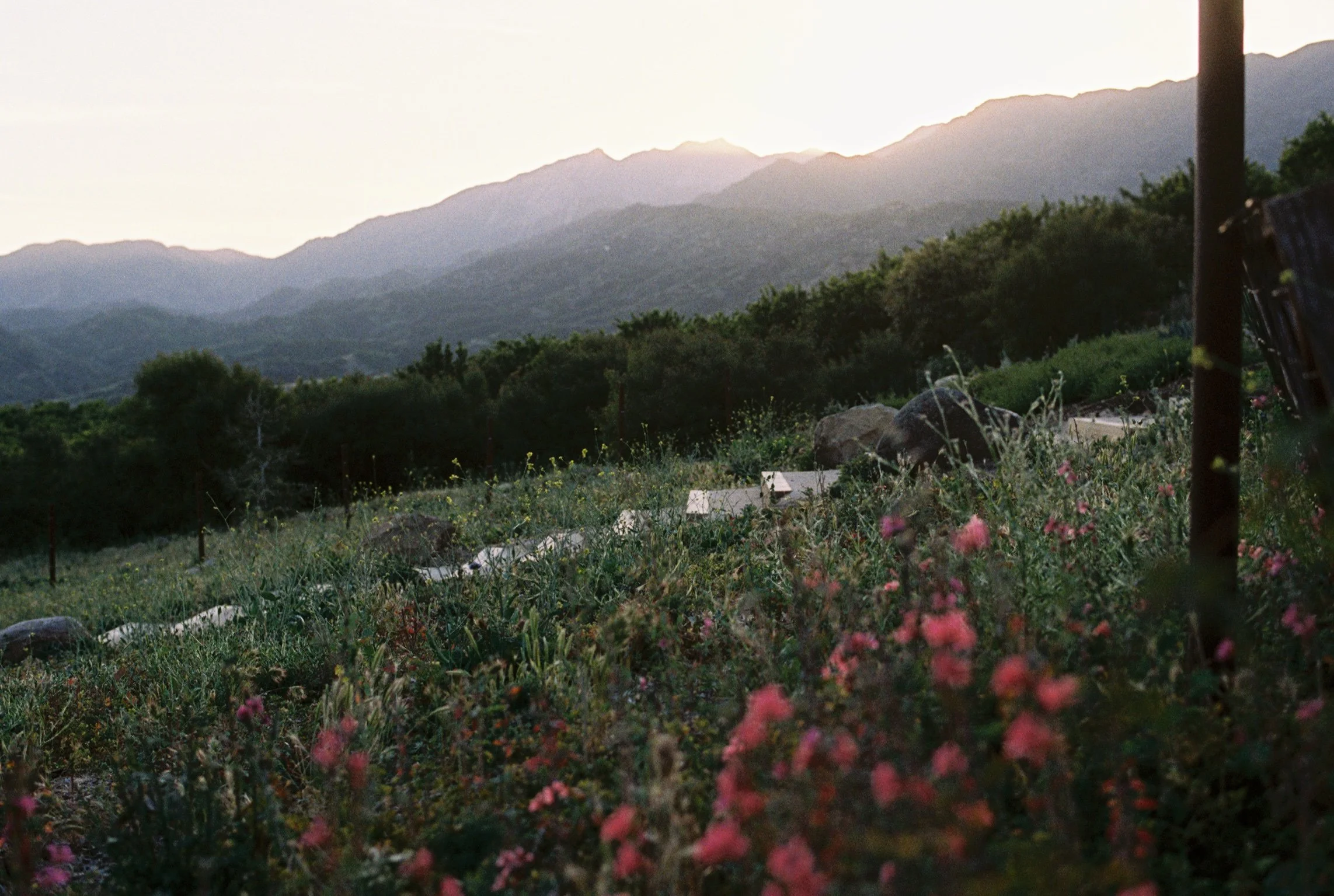 A mountainous landscape with green trees and bushes in the foreground and a soft, glowing sky in the background.
