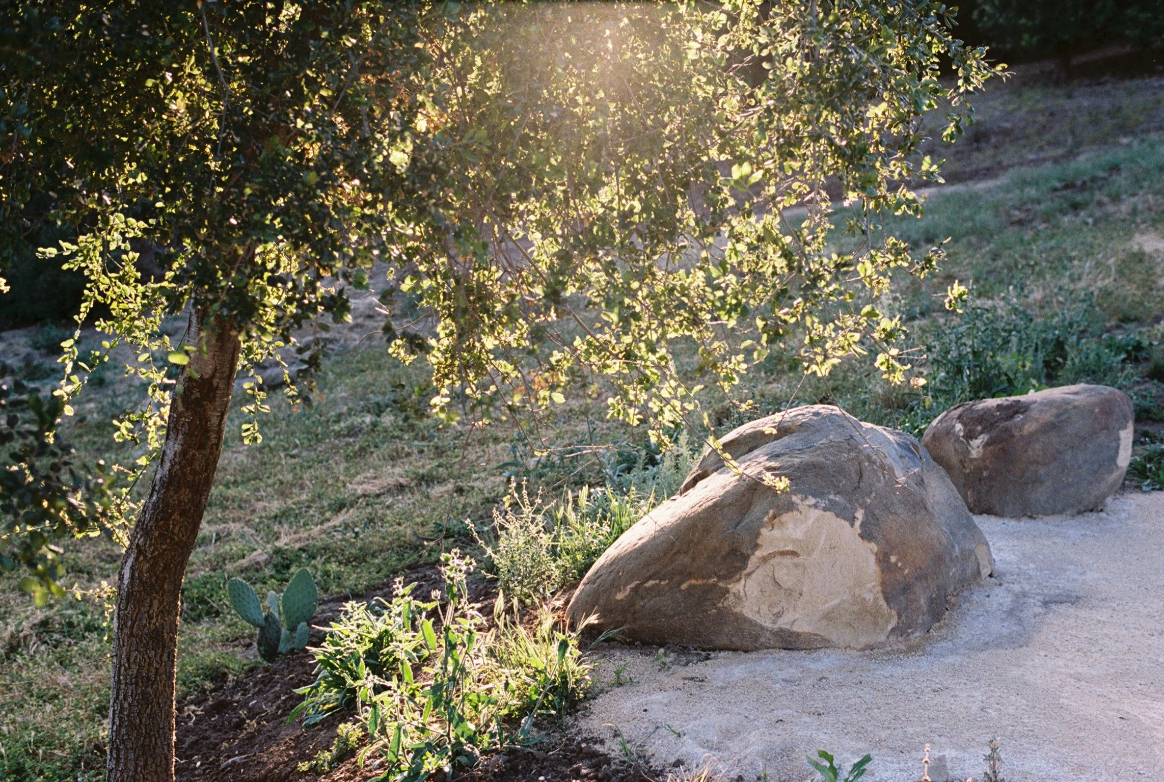 A sunlit California native garden scene with a young oak tree with green leaves, boulders, and cacti on a granite path with grass and other plants.