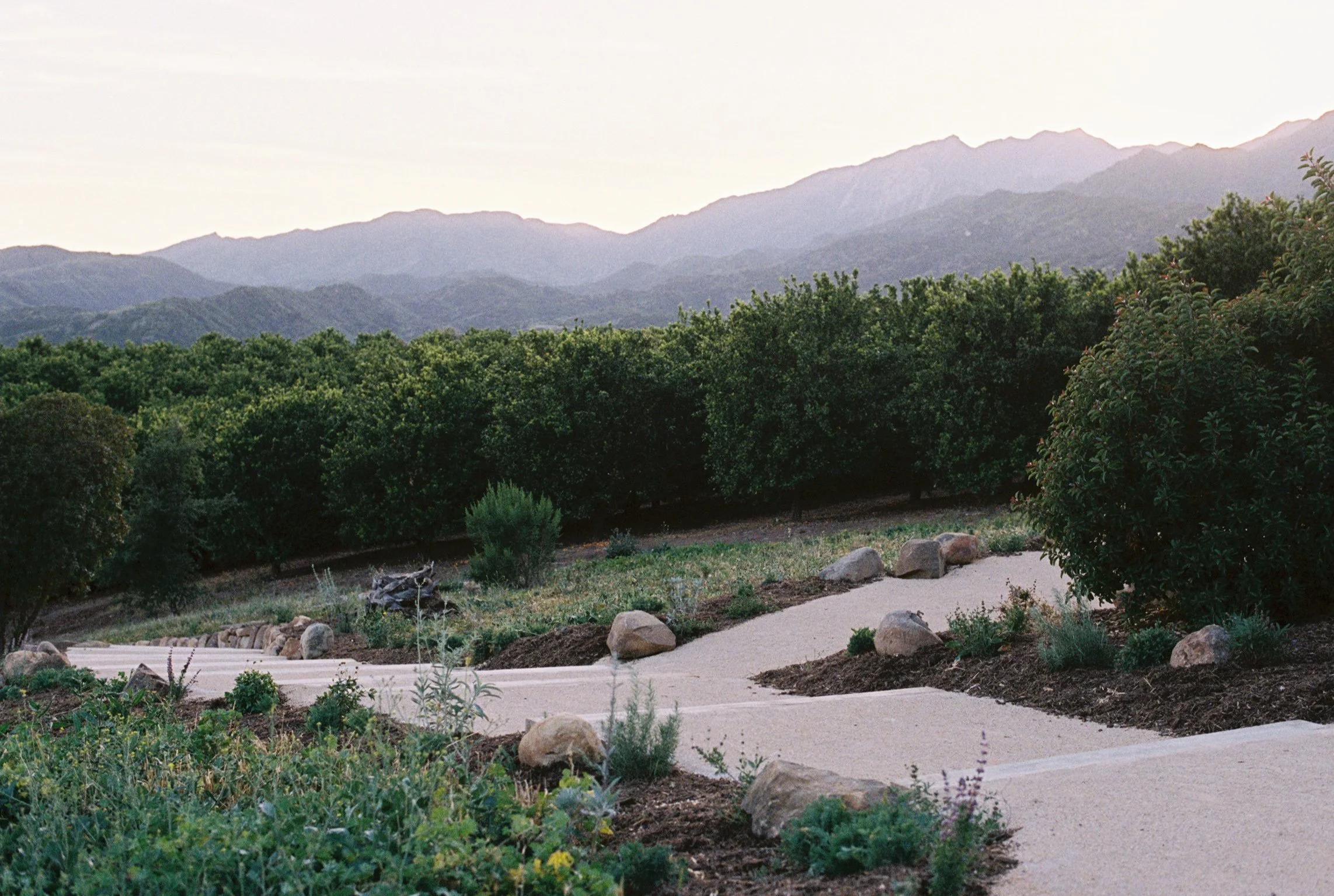 A landscaped garden with a curved granite pathway surrounded by boulders and various small plants, with a pixie tangerine farm and the Los Padres mountains in the background under a pale sky.
