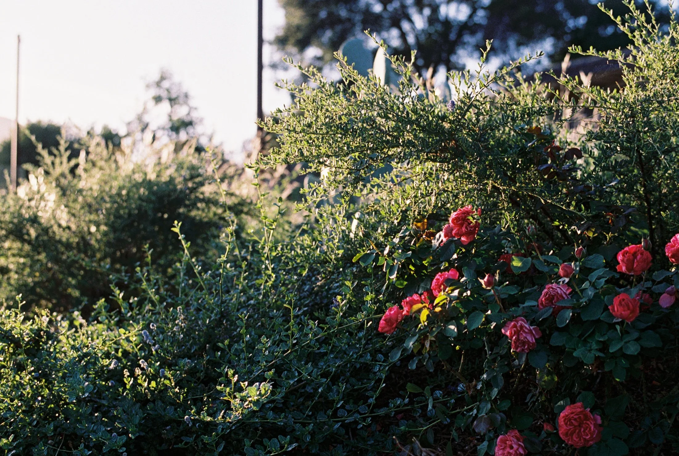 Sunlight shining on green bushes and pink roses in a garden during the daytime.