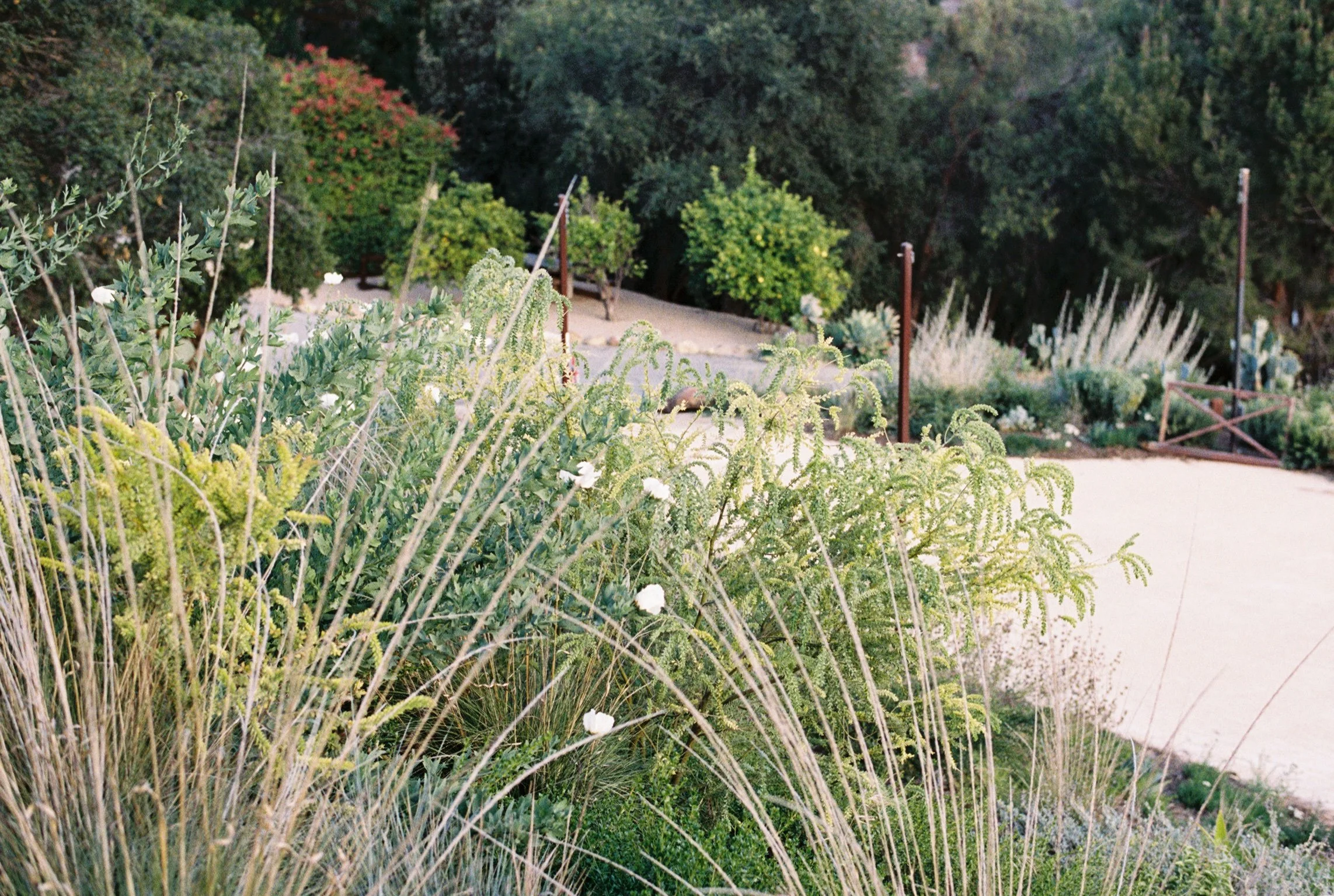 A garden with various green shrubs and bushes, some with white flowers, and a dirt pathway lined with wooden fence posts, surrounded by tall trees with dense foliage.