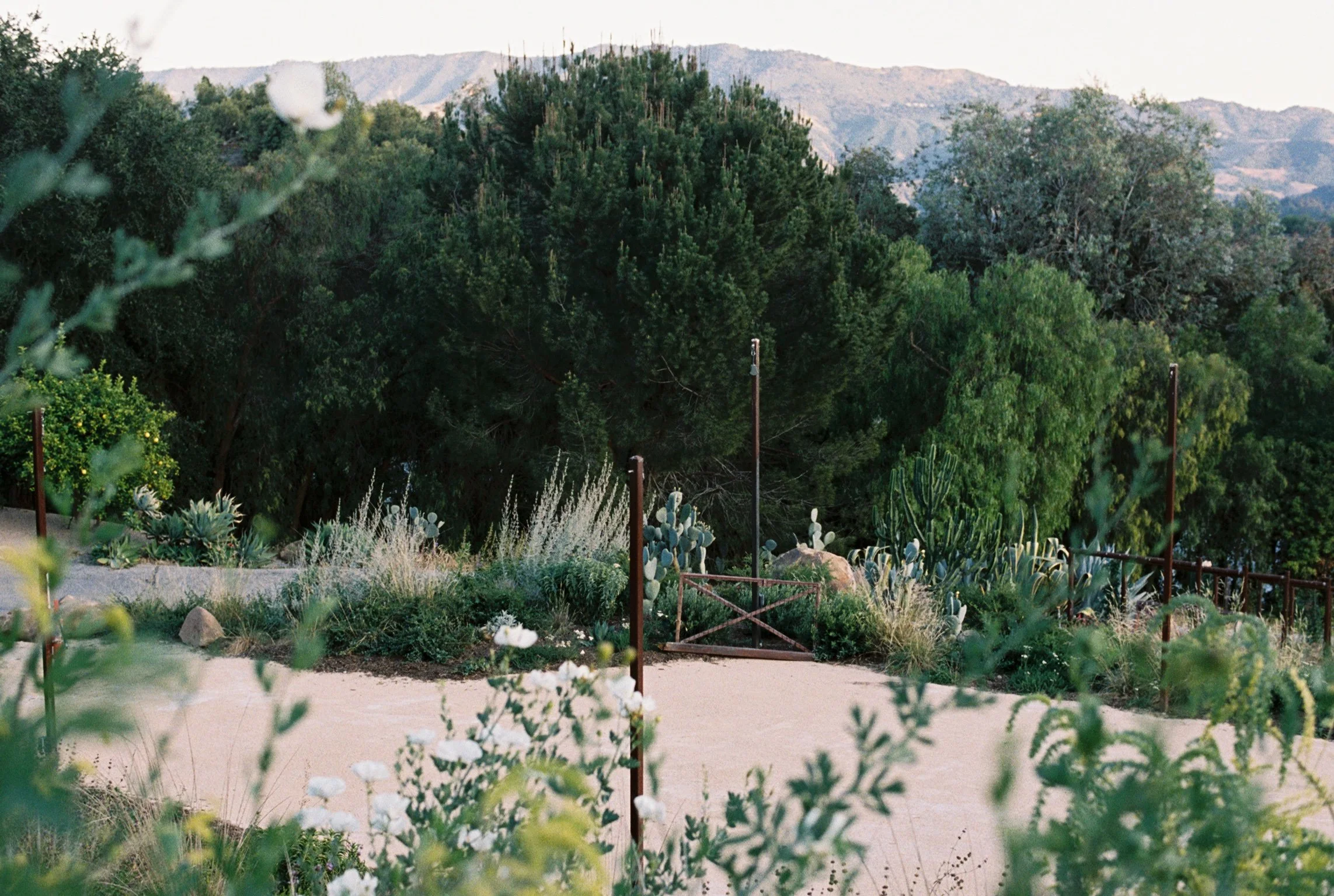 View of green trees, cacti, and California native plants with mountains in the background on a sunny day at Maricopa Gardens.