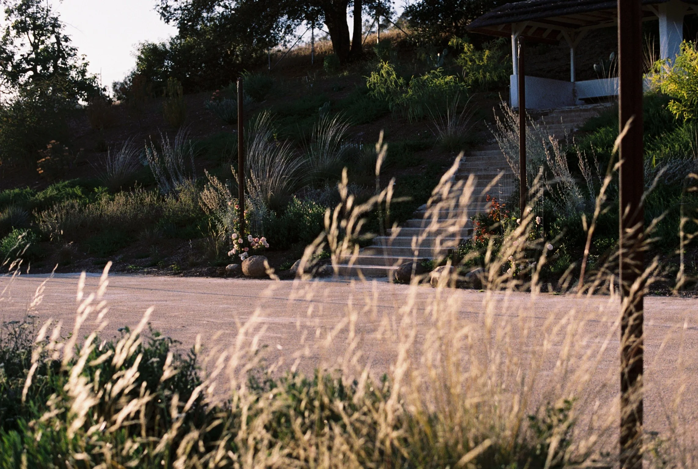 Sunset view of a hillside garden with plants, stairs, and a small pavilion, partially illuminated with warm lighting.