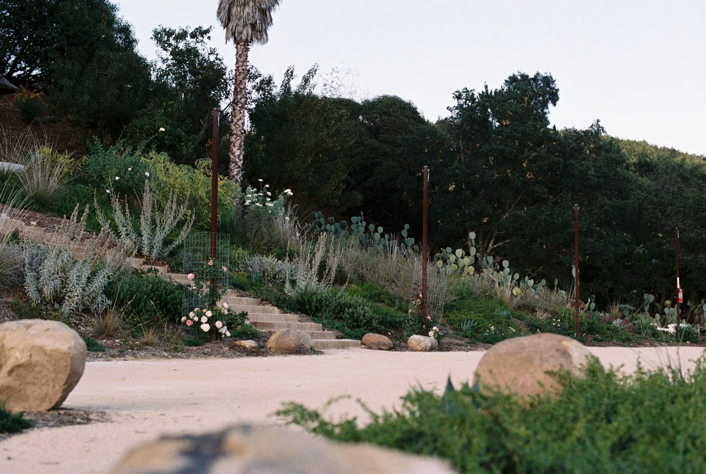 A garden with flowering plants, cacti, and bushes on a hillside with a trail or stairs, and trees including a palm tree, under a clear sky.