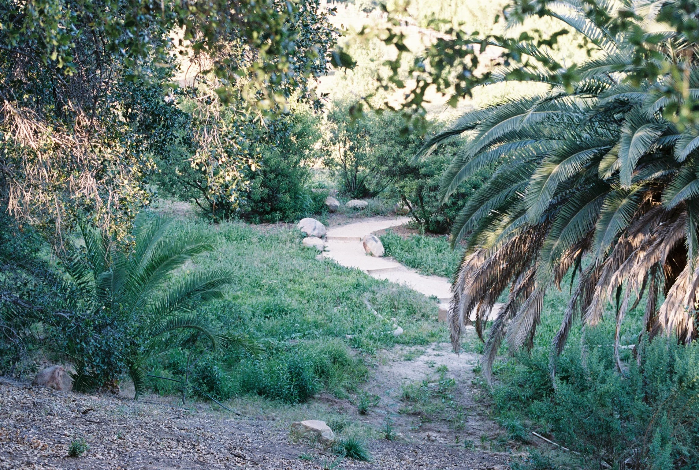 A granite pathway winding through lush green bushes and trees with palm-like leaves, illuminated by sunlight.