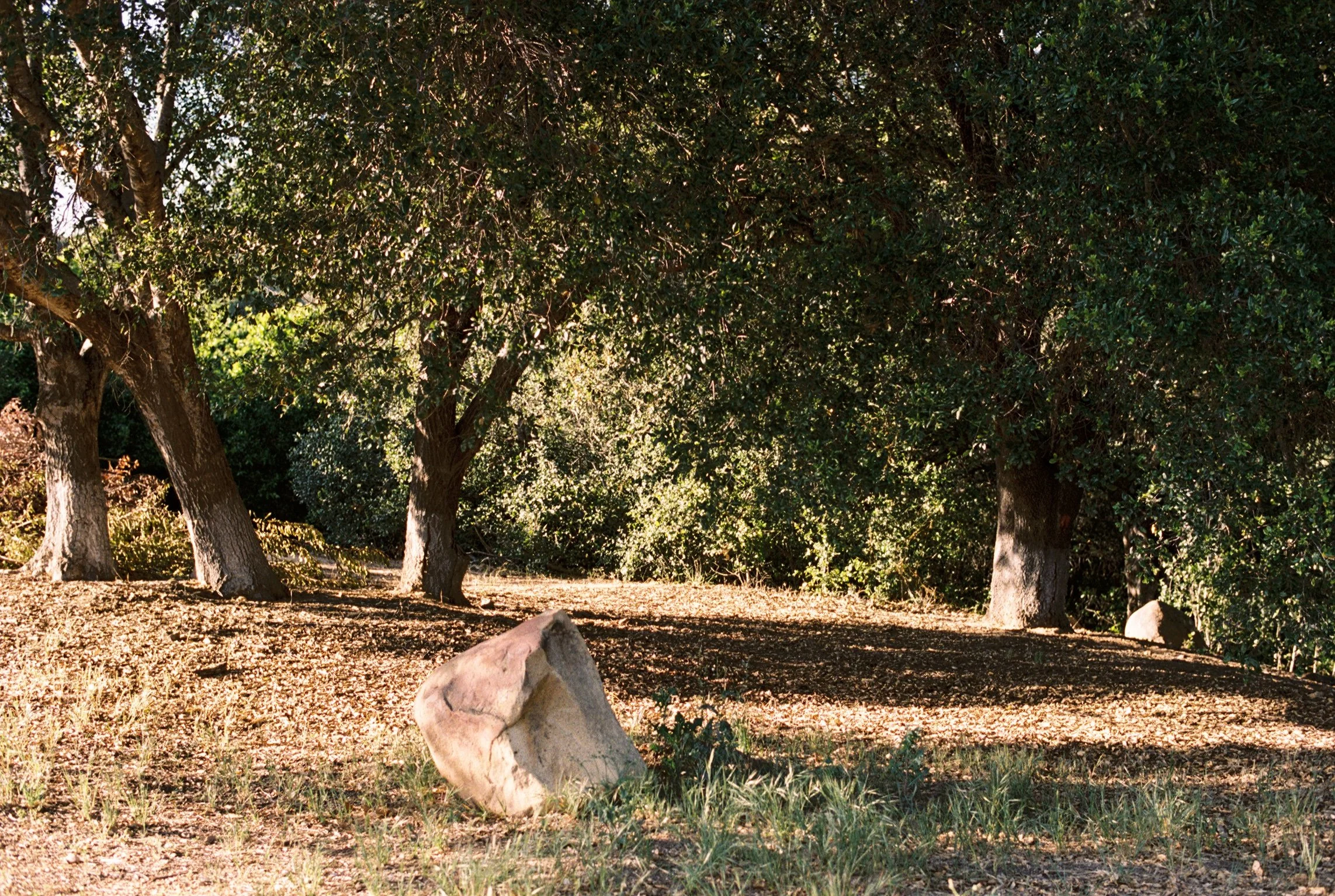 A family of old growth oak trees with green leaves and brown trunks in a natural outdoor setting, with boulders and dirt on the ground.