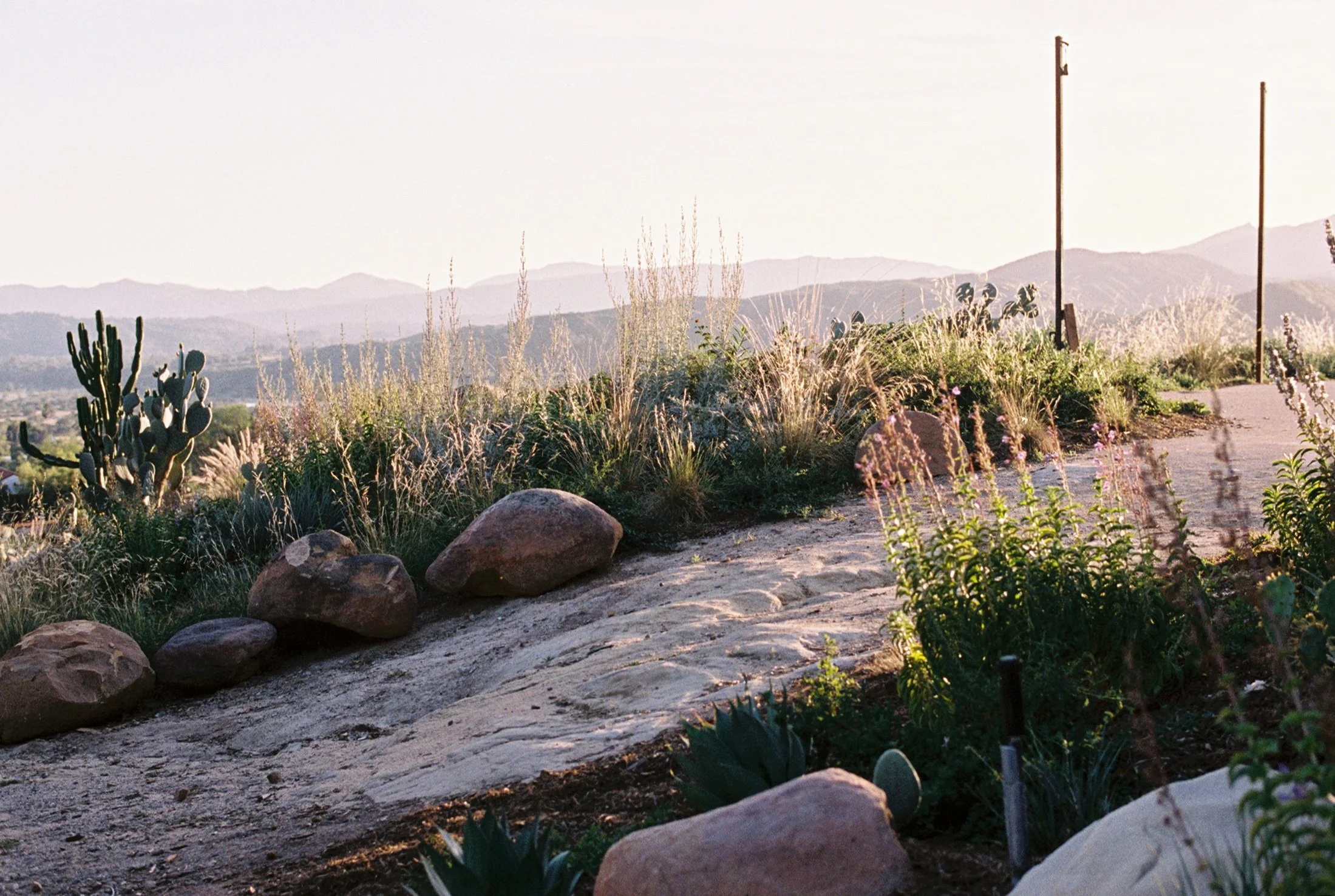 A coastal sage scrub habitat with cacti, tall bunchgrasses, and large boulders in the foreground, rolling hills in the background along a rocky trail.