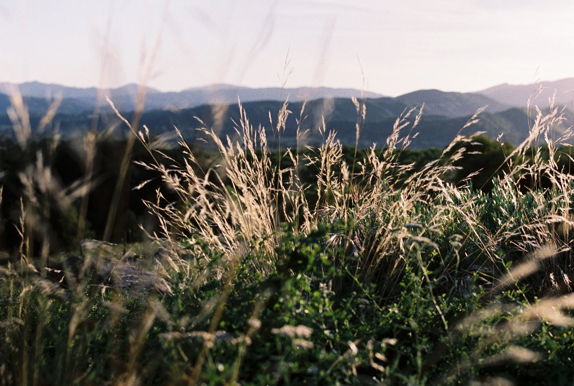 Los Padres Mountains in the distance viewed from a field of tall wild grass.