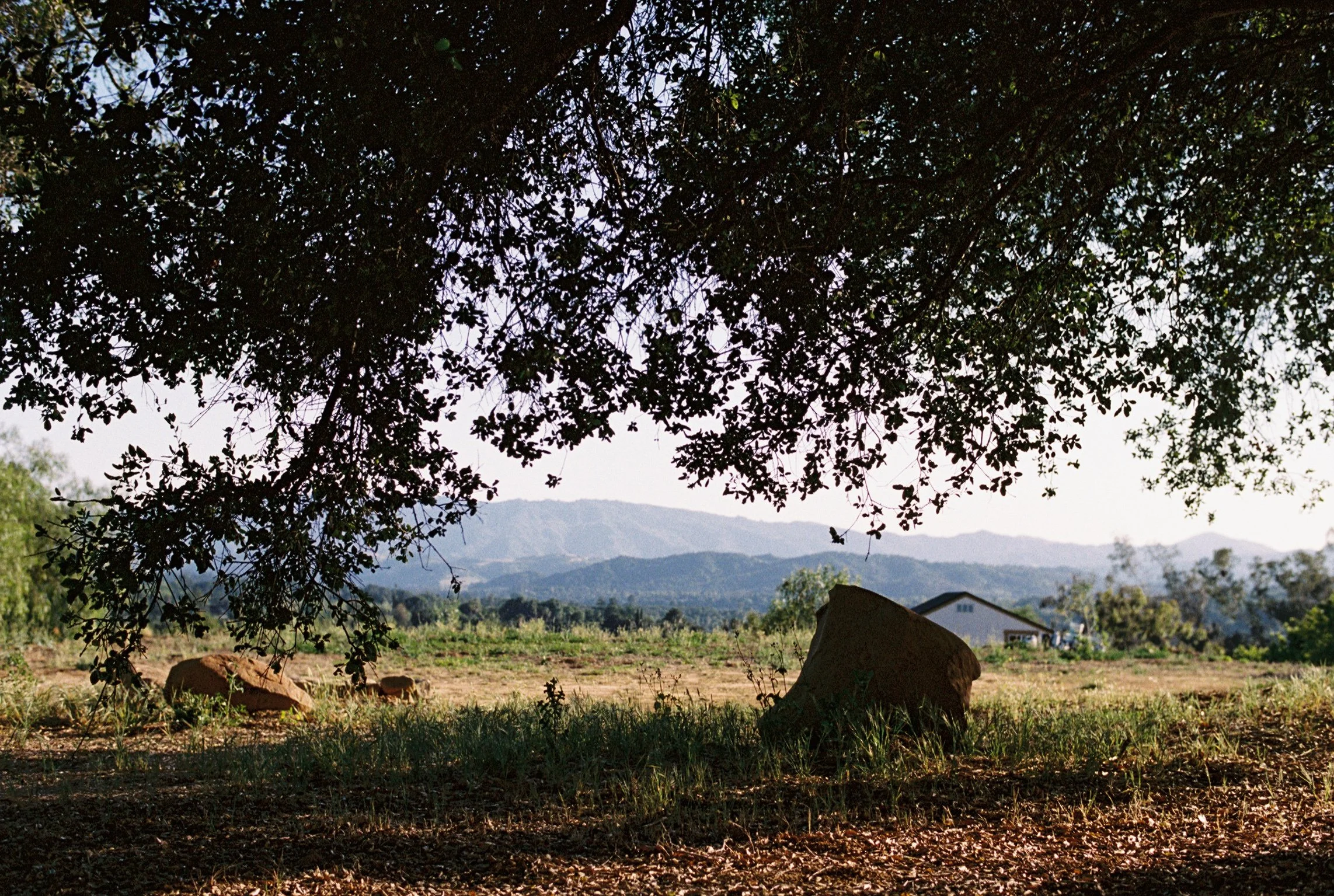 View of mountains in the distance framed by a canopy of oak tree branches and leaves, with rocks and grass in the foreground and a large boulder partially visible on the right side.