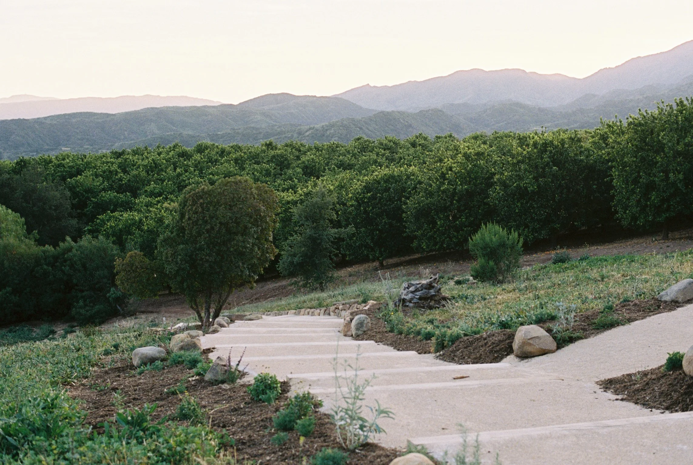 A scenic view of rolling green hills and mountains in the distance, with a pathway that splits in two with trees and bushes along the sides.