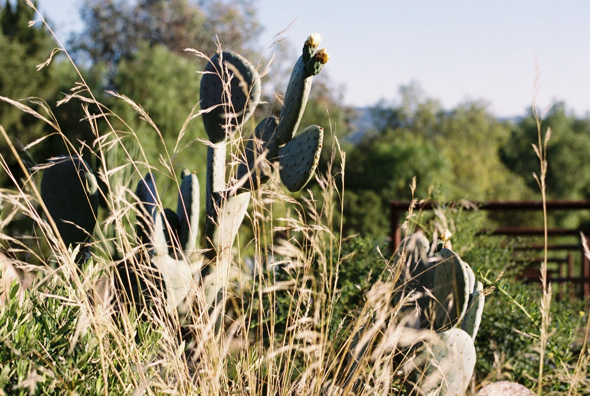 Closeup of cacti with green pads and spines, surrounded by tall bunchgrasses, in a natural outdoor setting with pepper trees in the background.