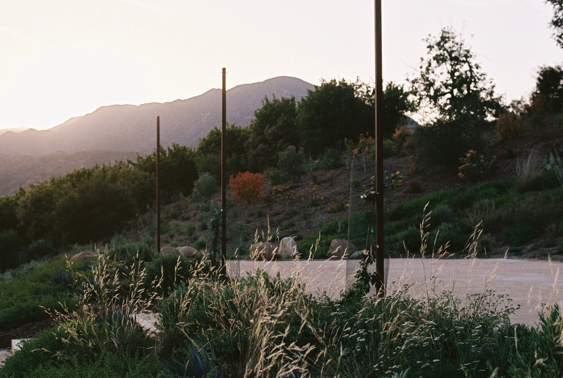 Scenic view of mountains, trees, and a garden at sunset with tall poles and plants in the foreground.