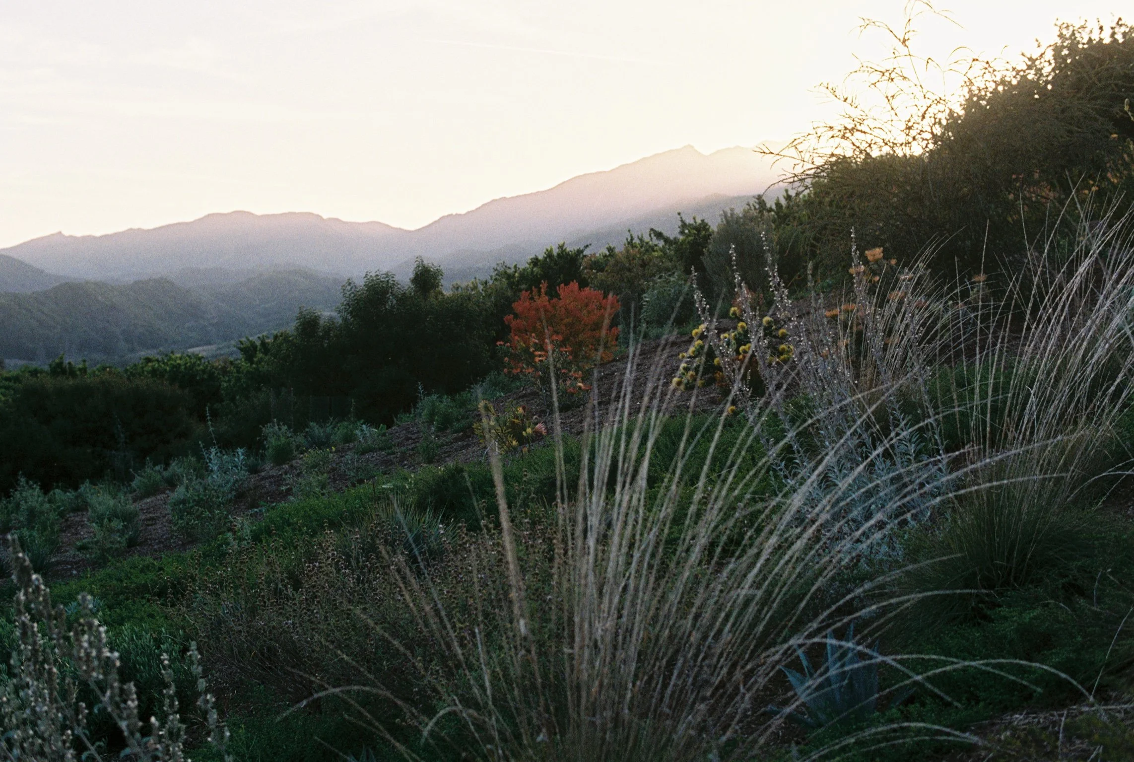 Scenic view of the distant Los Padres mountains with layered hills and a variety of flowering plants in the foreground at sunset.