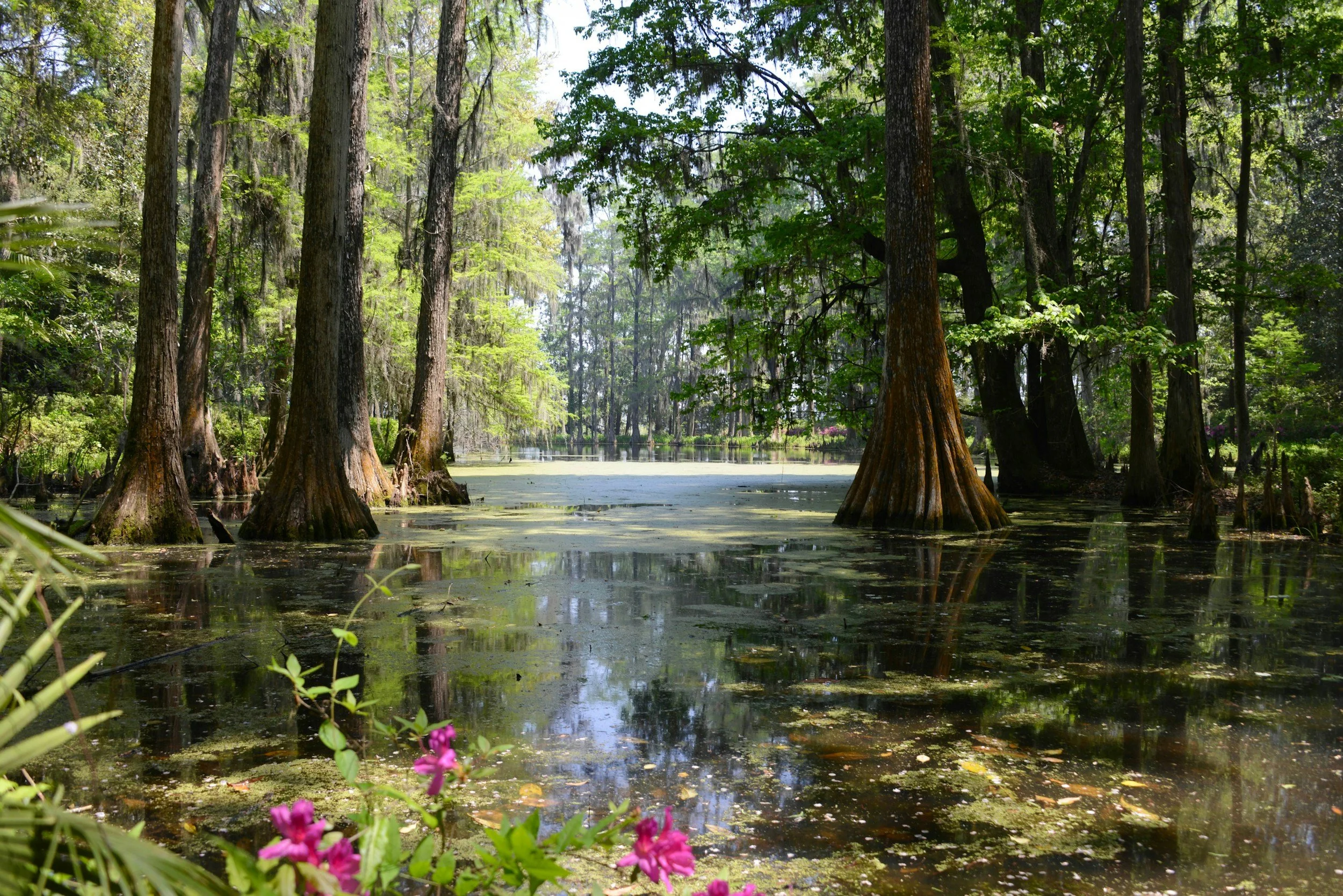A swamp with tall trees and green foliage reflected in the water, with pink flowers in the foreground.