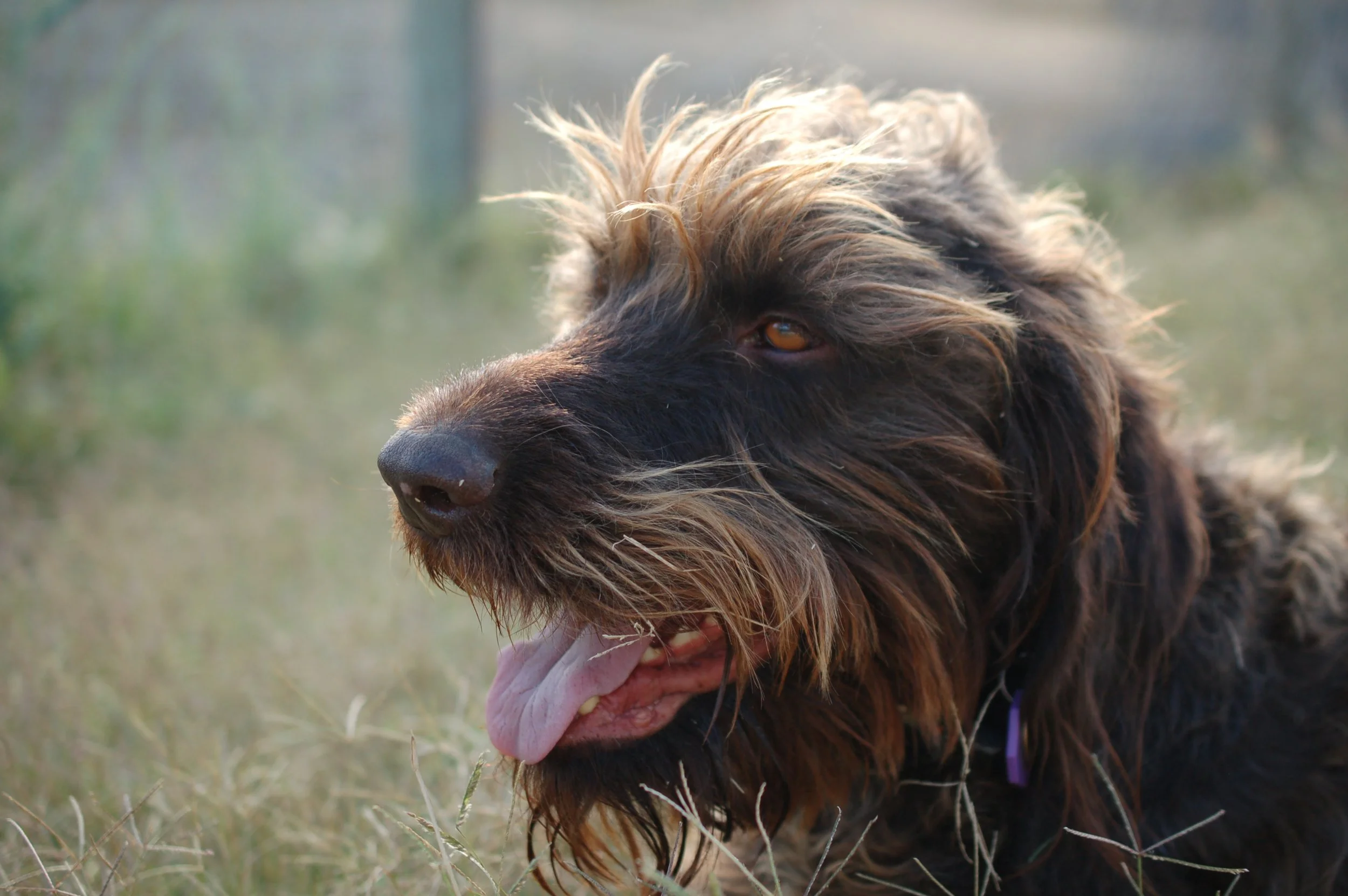 Close-up of a fluffy, brown and black dog with its tongue out, lying in grassy field outdoors.