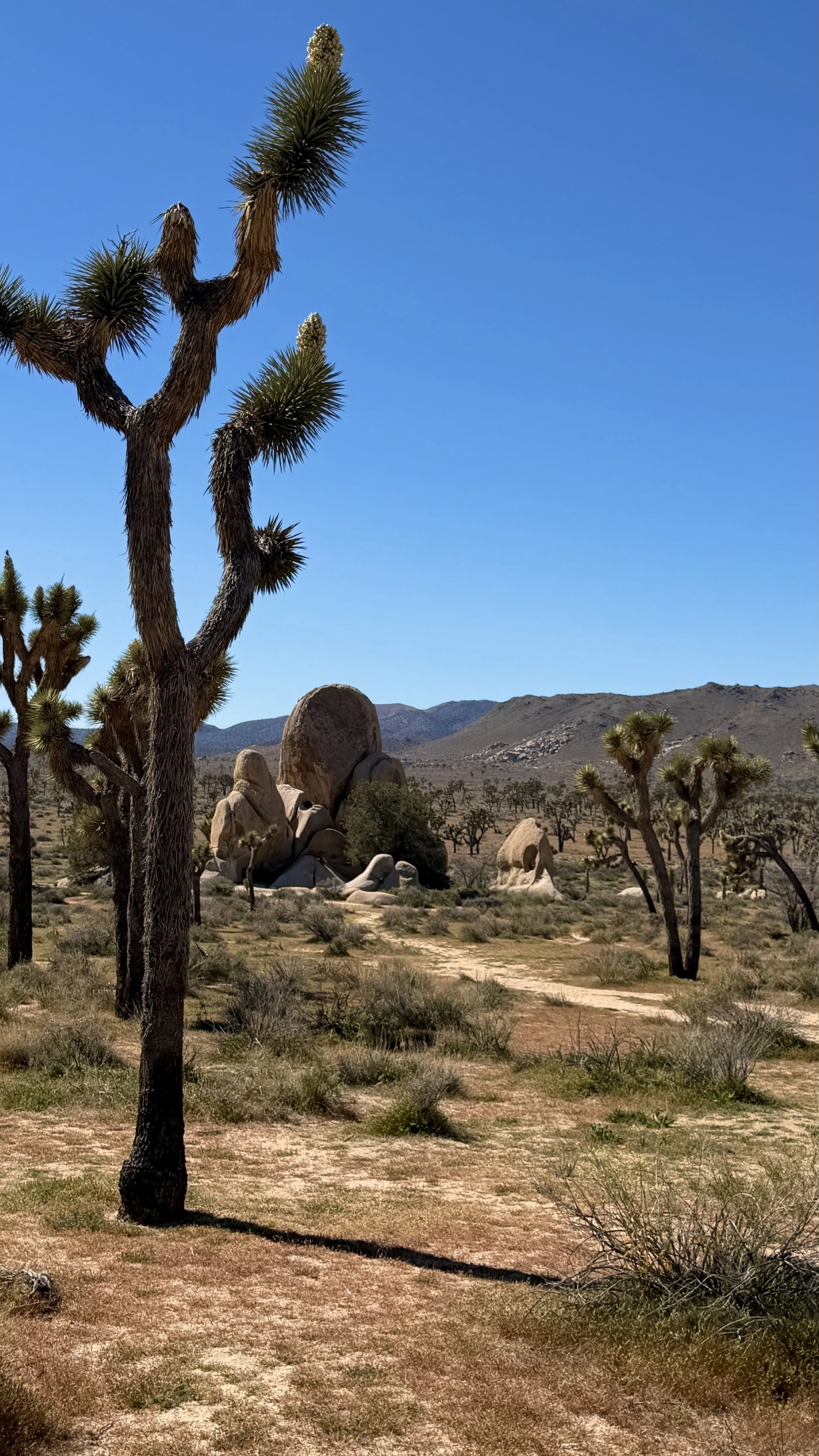 Joshua Tree National Park