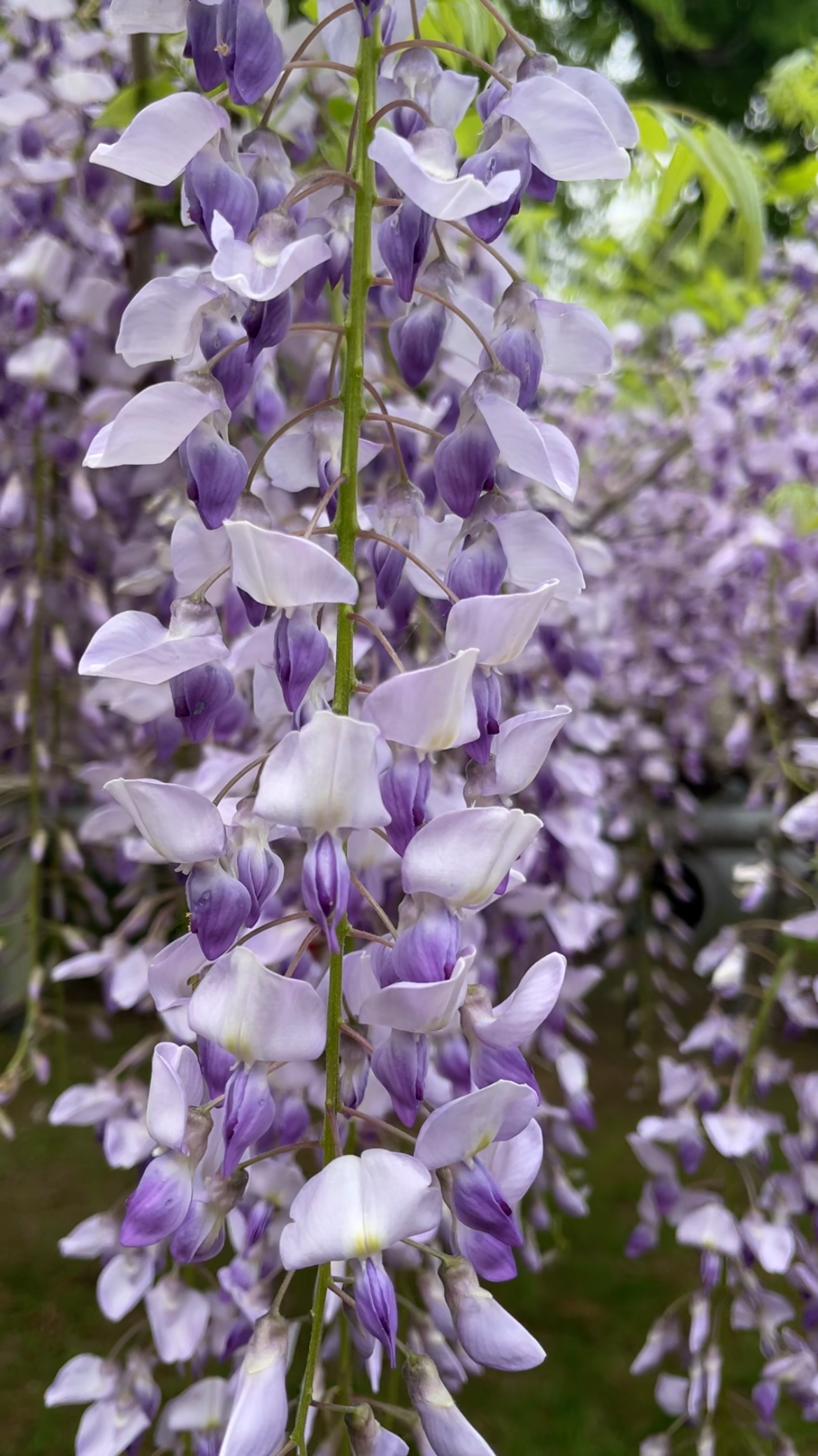 Wisteria flowers and Blue Tea: My Festival Day Story