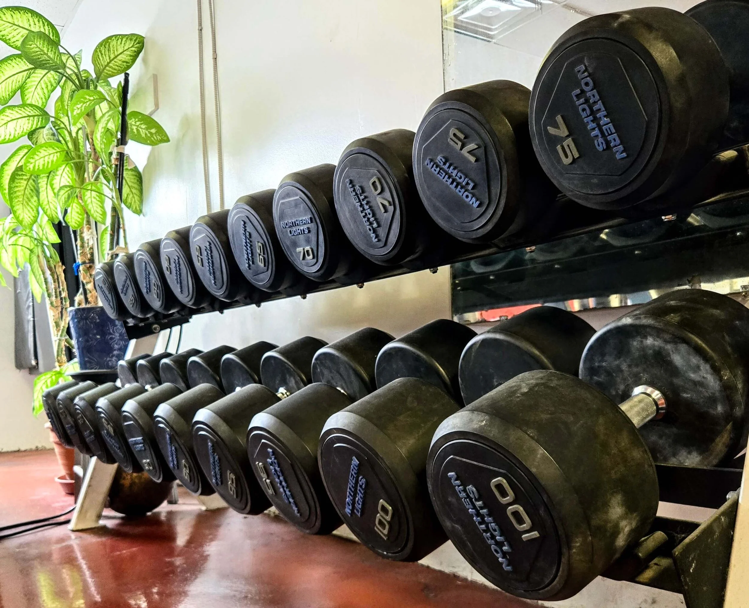A set of black dumbbells with blue and white lettering, arranged on a rack in a gym, with a potted plant and gym equipment in the background.
