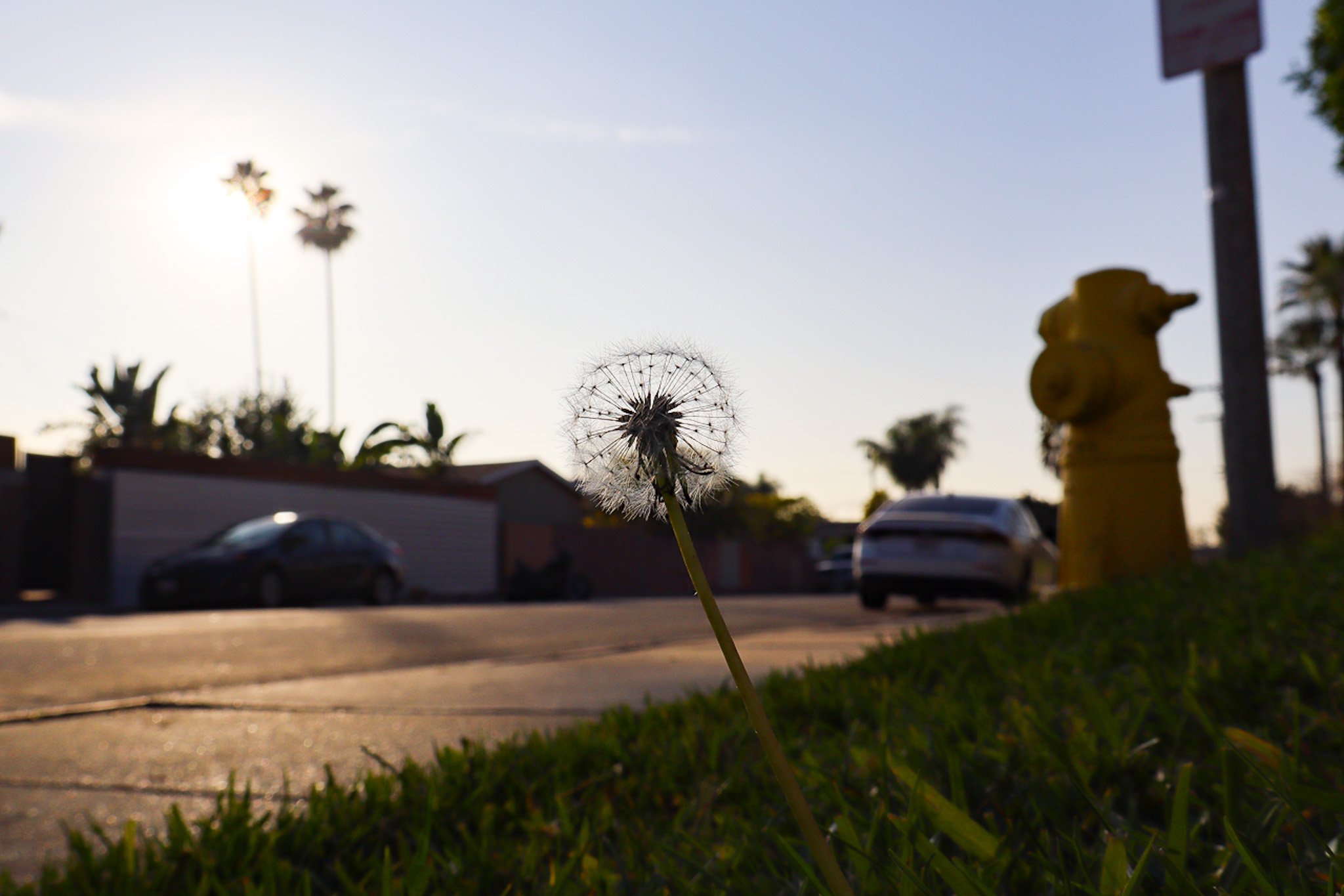 Sunbathing Dandelion