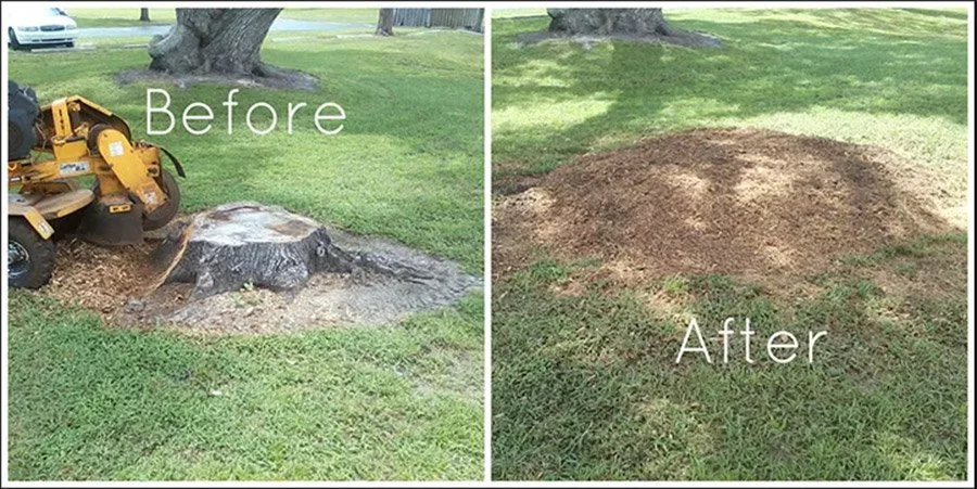 Side-by-side comparison of a tree stump before and after removal. The left side shows a tree stump with a stump grinder nearby, labeled 'Before.' The right side shows the area cleared of the stump, labeled 'After,' with grass growing around it.