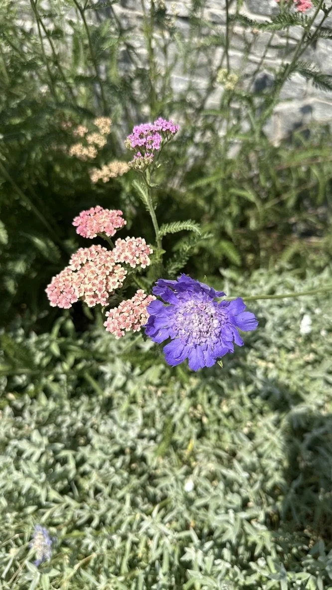 Close-up of pink, purple, and white flowers with green foliage in a garden.