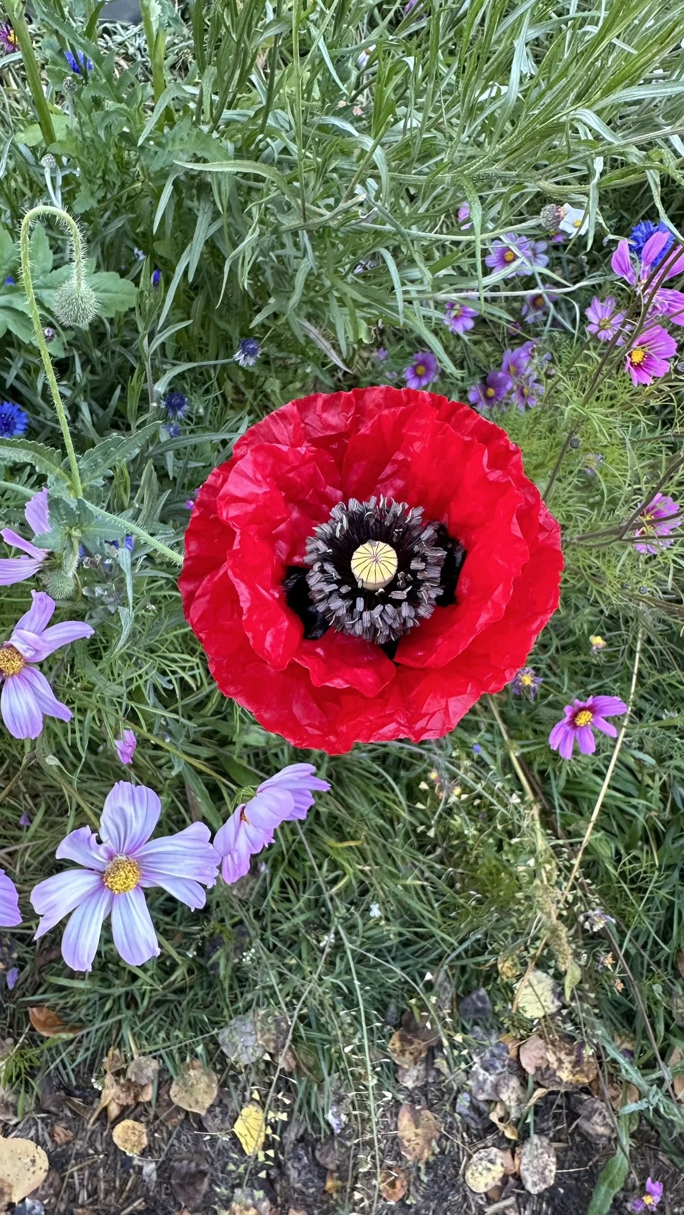 Close-up of a blooming red poppy flower surrounded by purple and pink wildflowers and green grass.