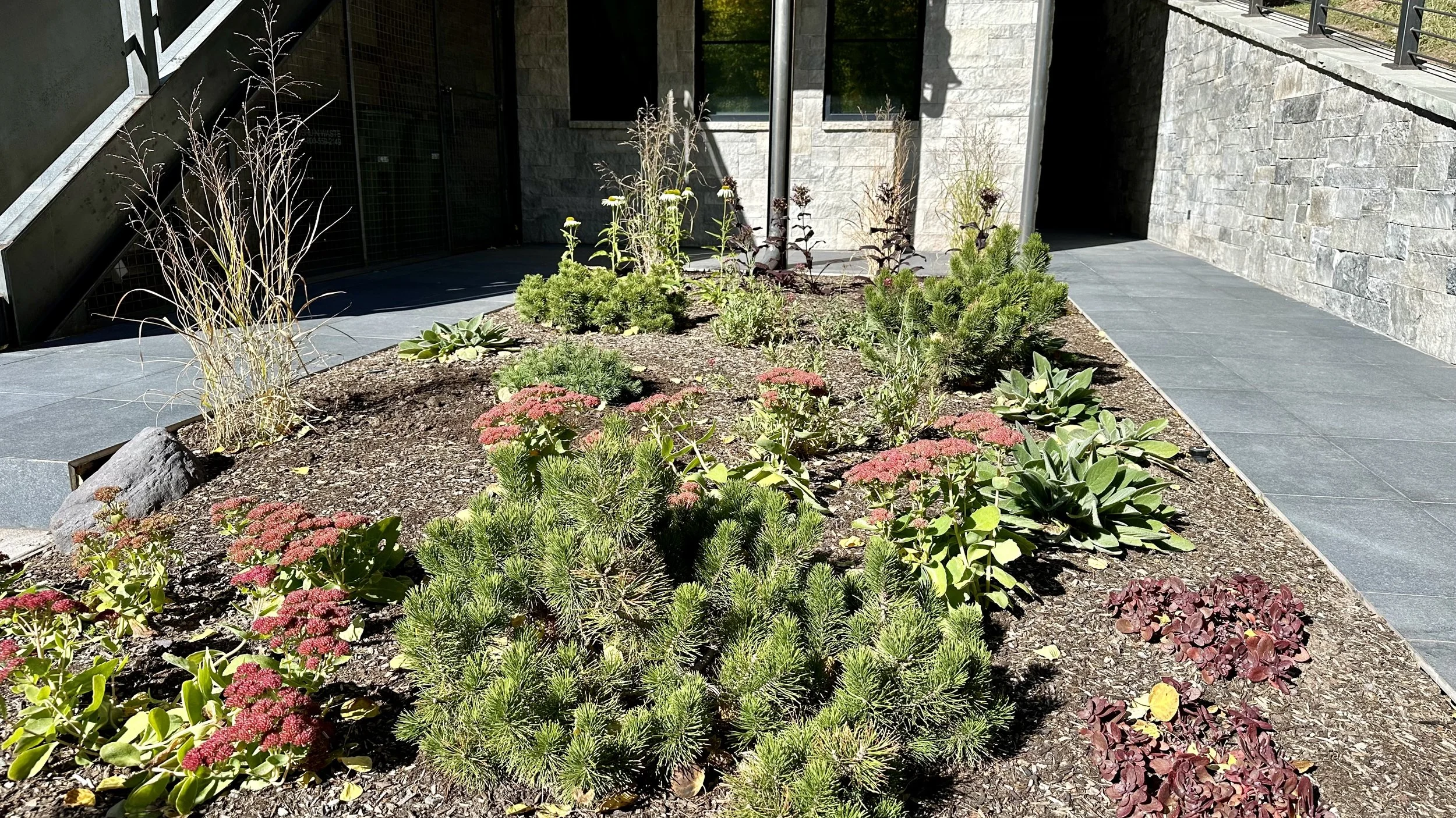 A landscaped area with various plants, including succulents, small shrubs, and ornamental grasses, situated next to a modern building with a stone wall and a paved walkway.