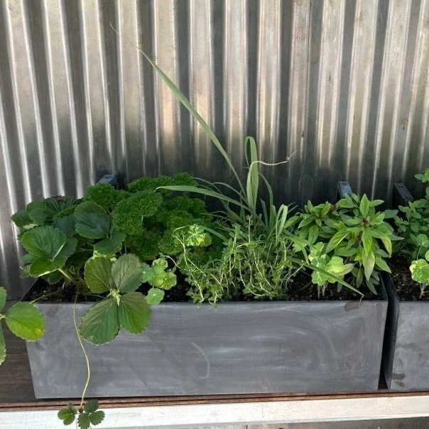 Container garden with green leafy plants including parsley, strawberry, and other herbs, placed in front of a corrugated metal wall.
