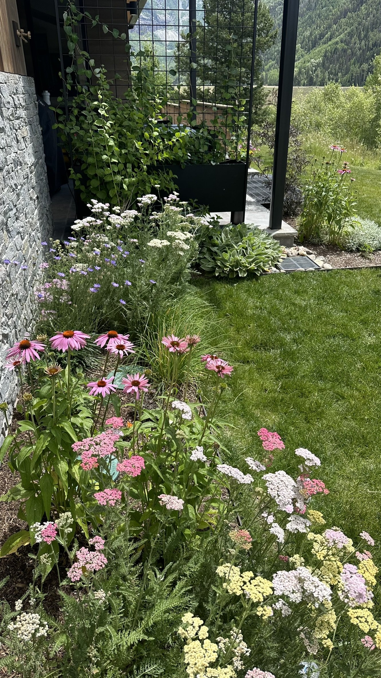 A garden with various flowering plants, including pink coneflowers and white yarrow, next to a stone wall and a mesh fence with a modern house and a lush green mountainous landscape in the background.