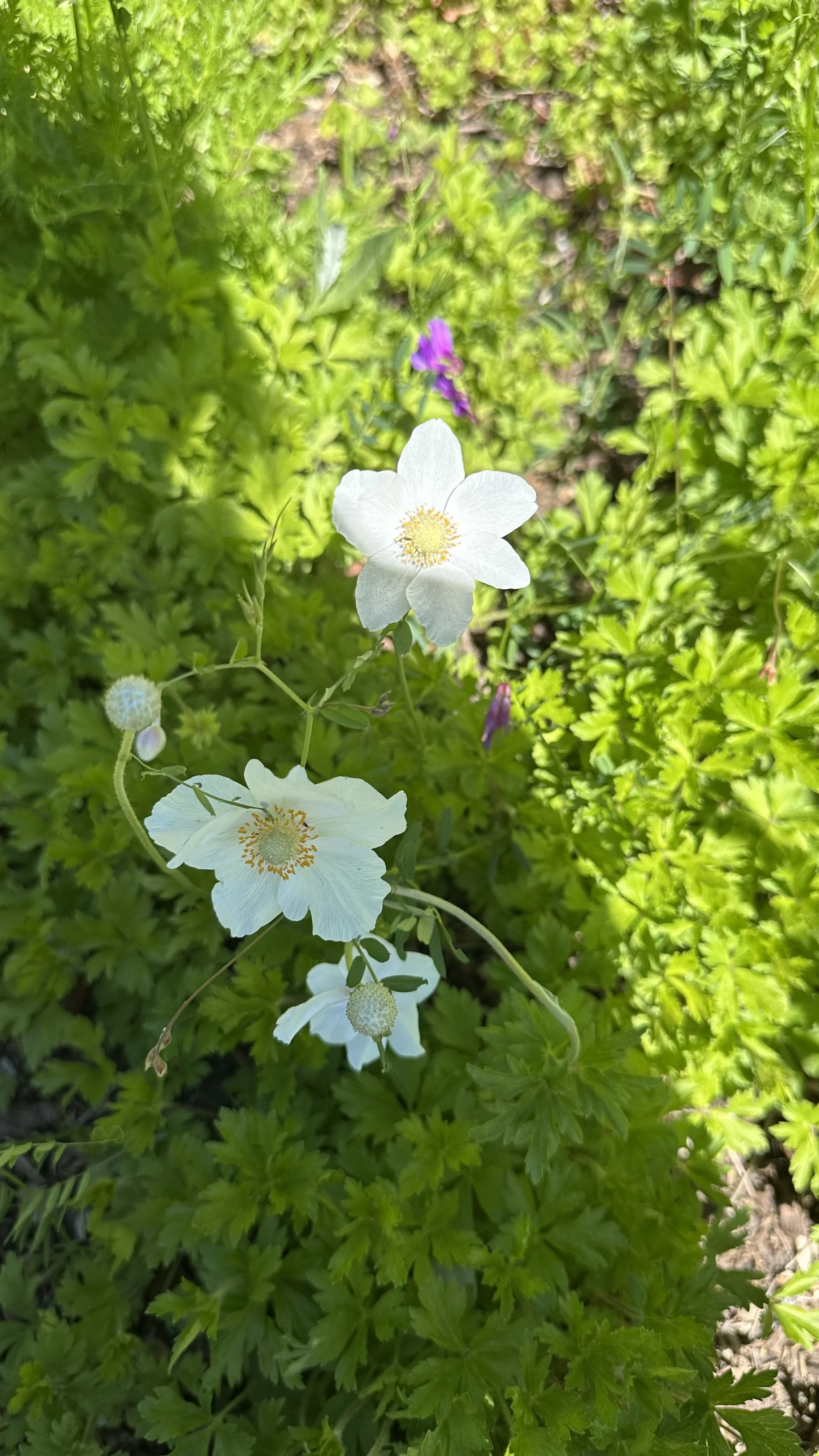 White flowers with yellow stamens among green leafy plants.