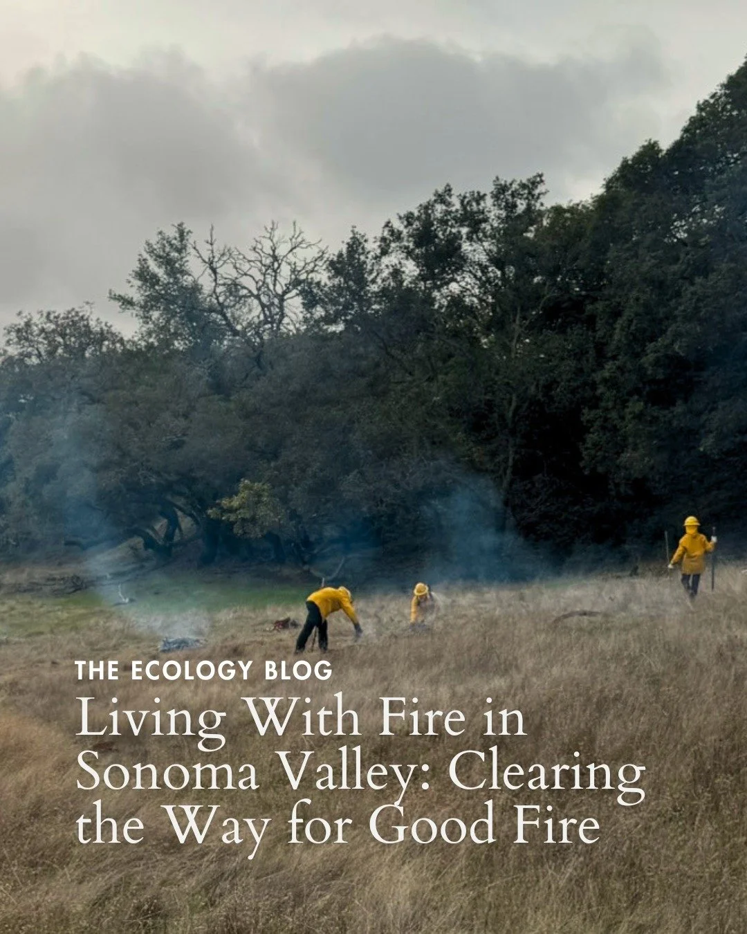 For our Restoration Team, fire resilience is a throughline of their work year-round, long after "fire season" ends. 

Grounded in the understanding that healthier ecosystems are more resilient to fire and better able to protect their surrou