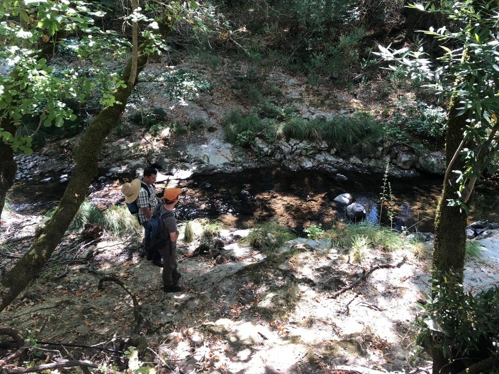 Sonoma Ecology Center Begins Creek Restoration at Morton’s Warm Springs