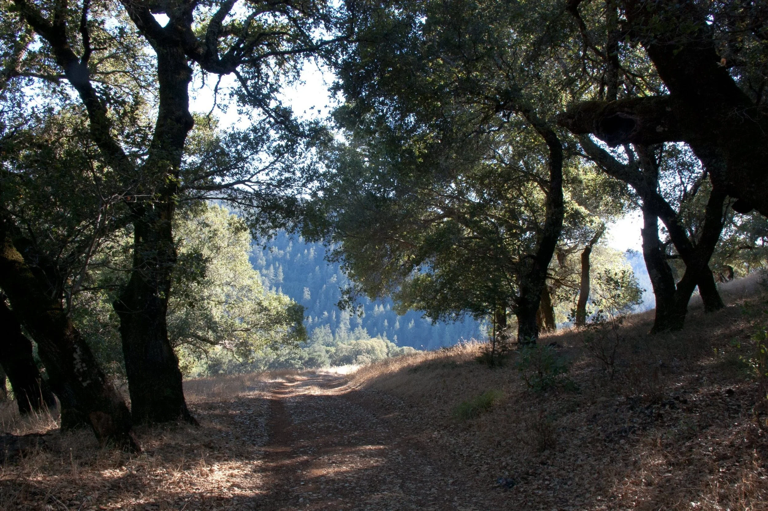 Serious New Threat to Sonoma’s Oak Trees