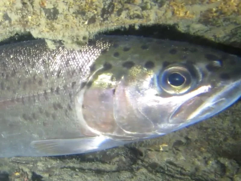 Under the Surface of Sonoma Creek (Video)