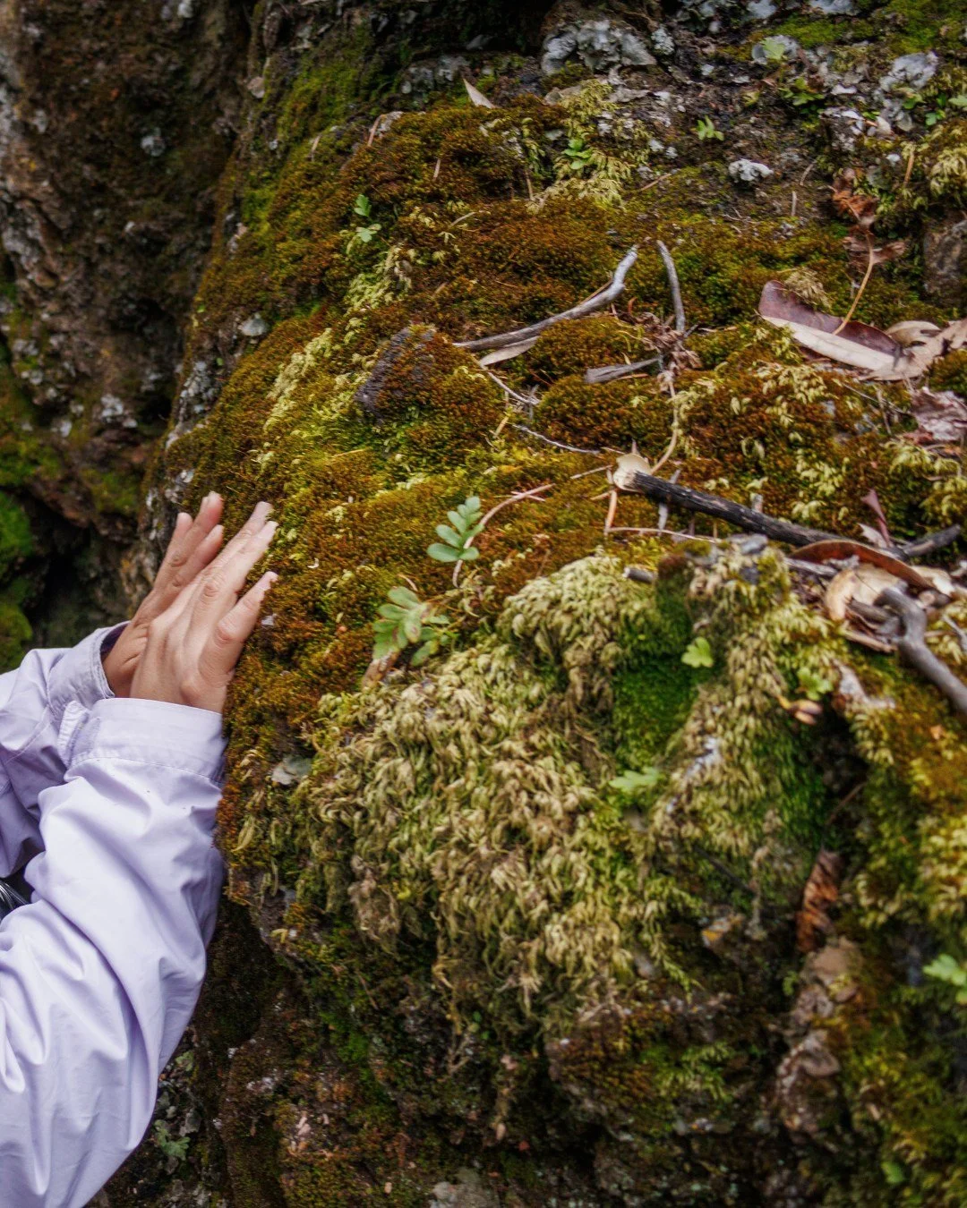 Have you touched grass lately?

How about lichen, soil, or an ancient volcanic rock formation? This Sunday, come enjoy a grounding sensory experience in nature, while we learn all about Sugarloaf's history as told through its geological footprint! 

