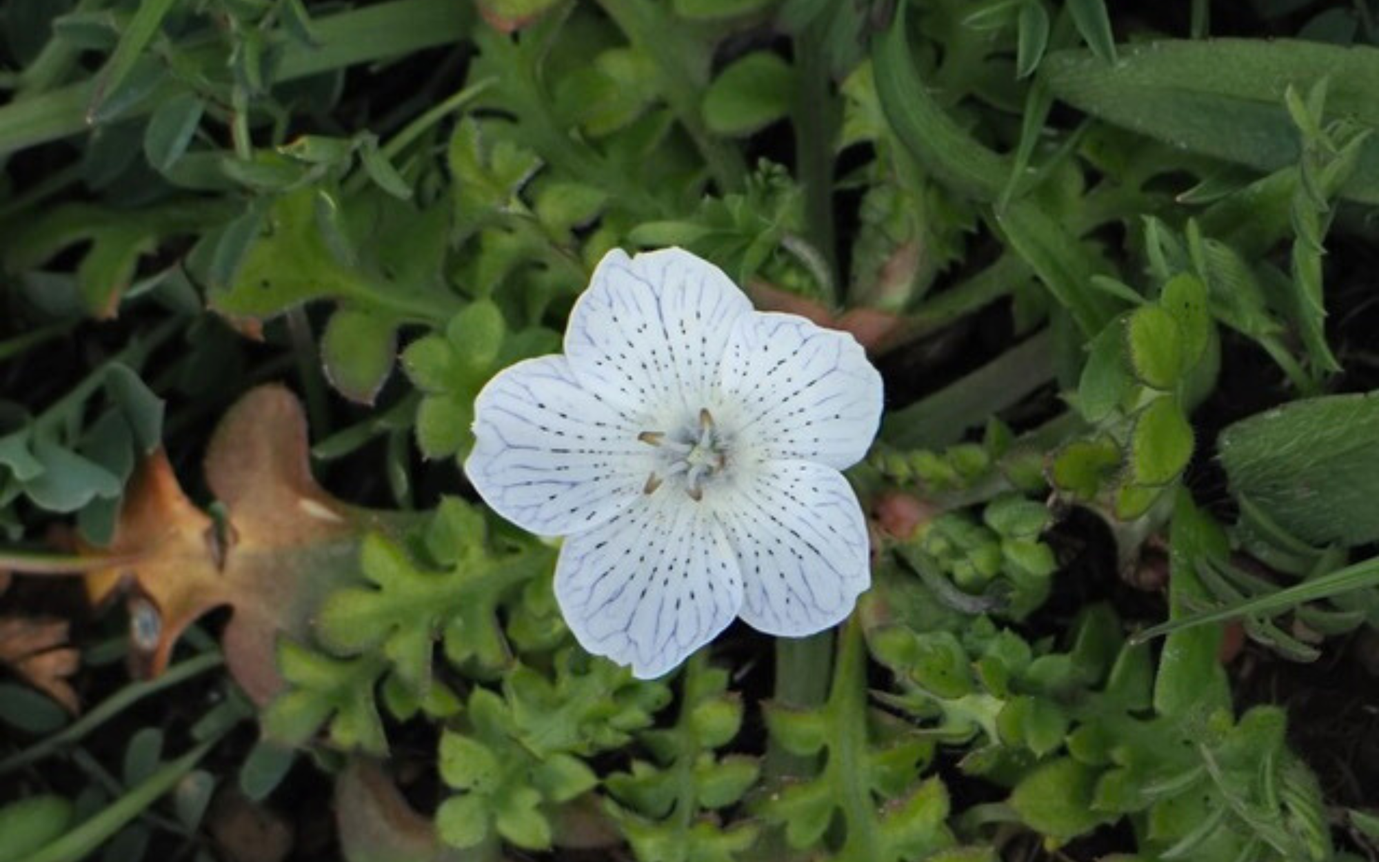Sugarloaf Ridge State Park Spring Wildflower Report