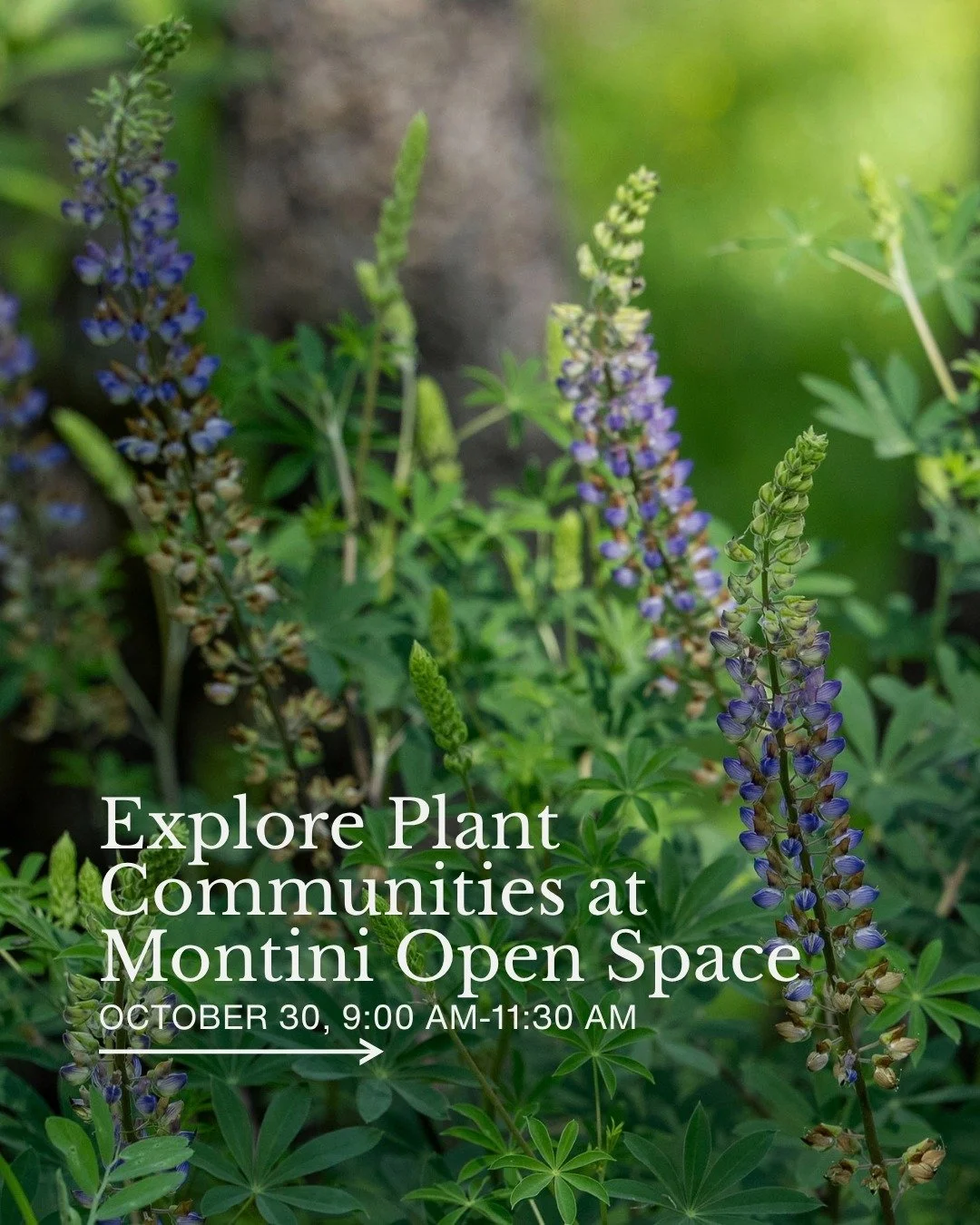 Get lost in the botanical wonderland of Montini Open Space Preserve!

During this FREE guided walk, we'll see the emergence of herbaceous vegetation and how it varies by site, as well as the return of vegetation to areas that burned during the June 2