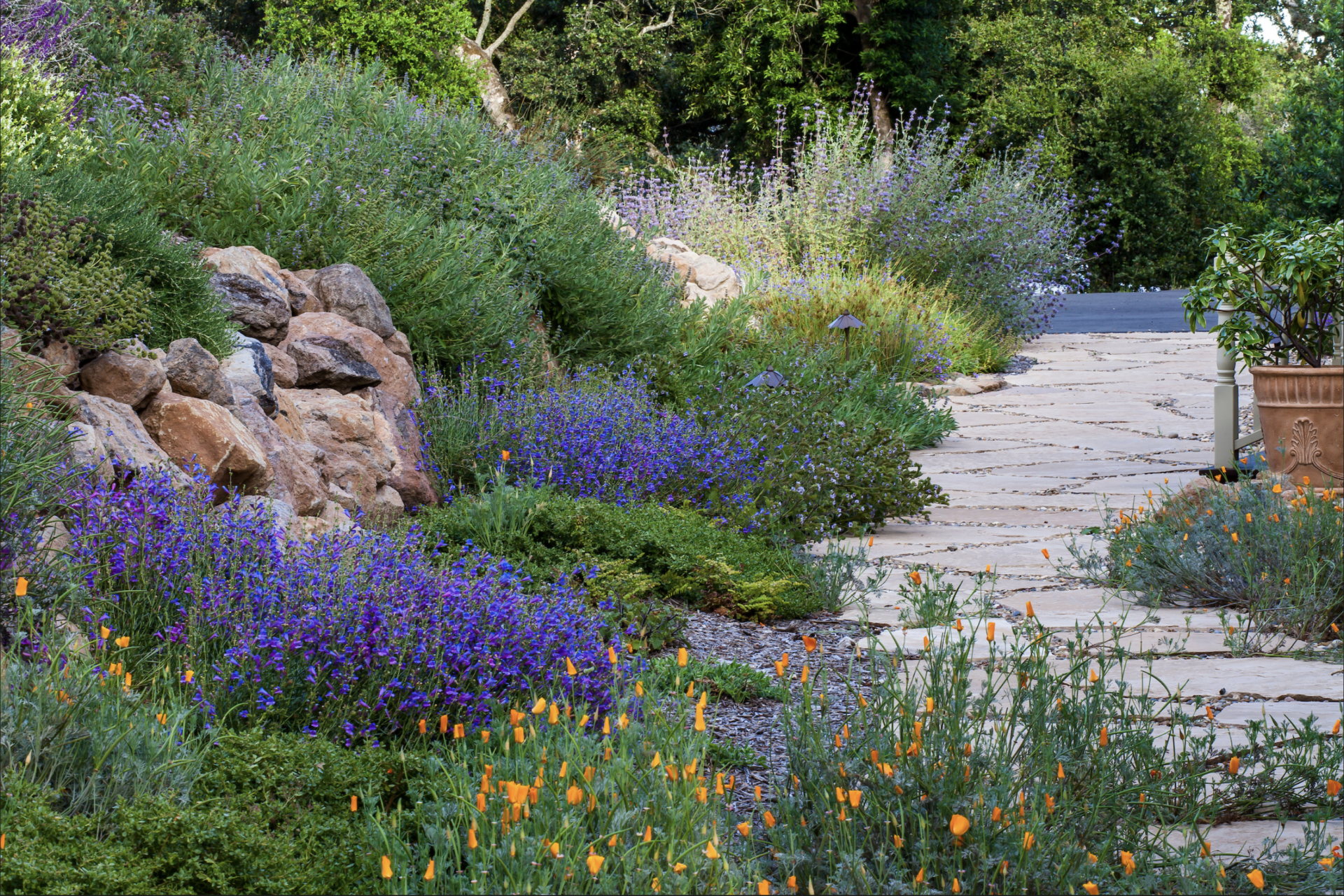 Living With Fire in Sonoma Valley: Building Resilient and Fire Wise Landscapes