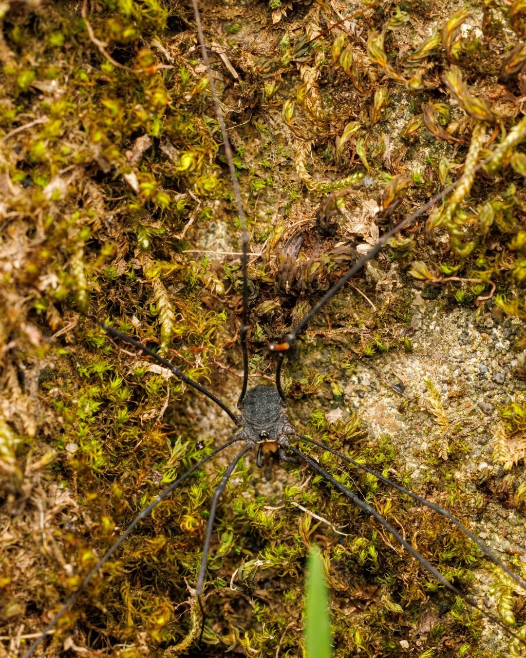 Calling all college students, nature lovers, and biodiversity explorers!

This October, trade spooky stories for real-life discoveries! Sonoma Ecology Center is partnering with California All-Taxa Biodiversity Inventory (CalATBI) to help uncover Cali