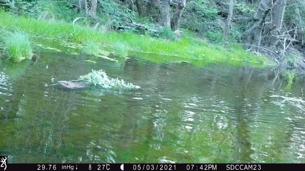Something to Celebrate: Beavers Are In Sonoma Creek